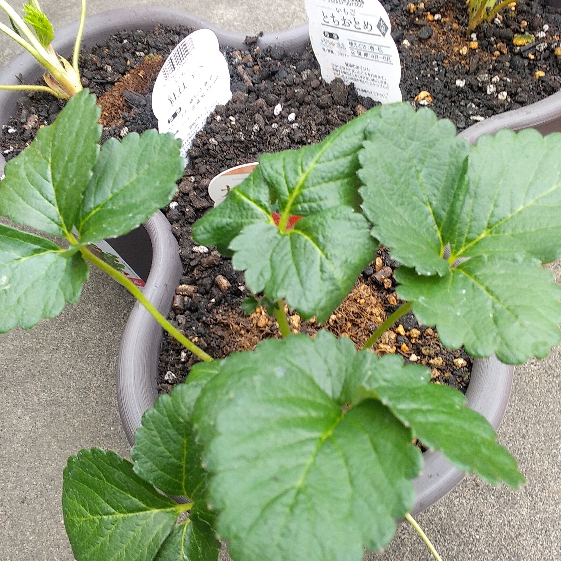 イチゴ苗寄せ植え教室 | CAINZ DIY Square