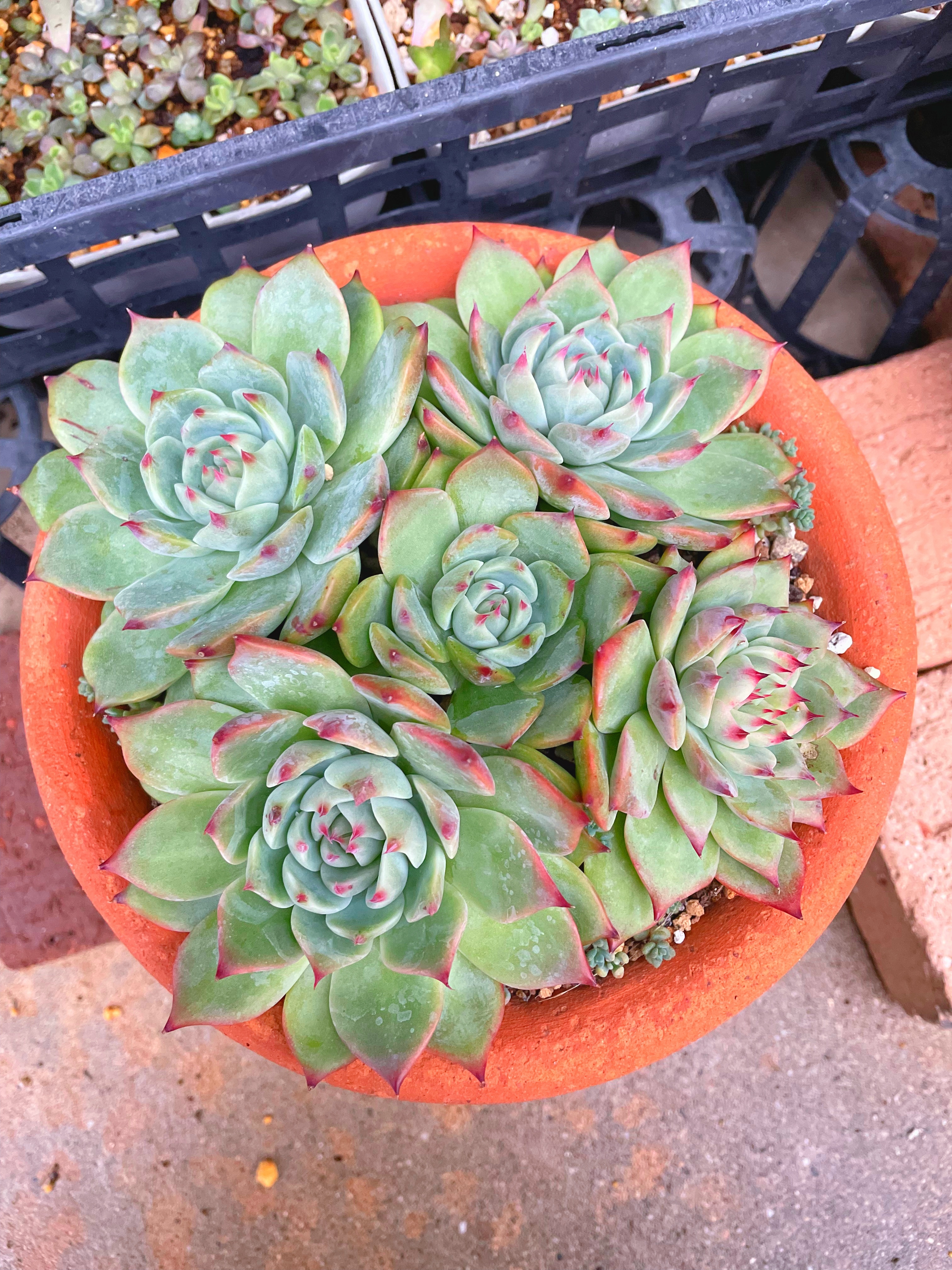 みんな大好き桃太郎❤️ | CAINZ DIY Square