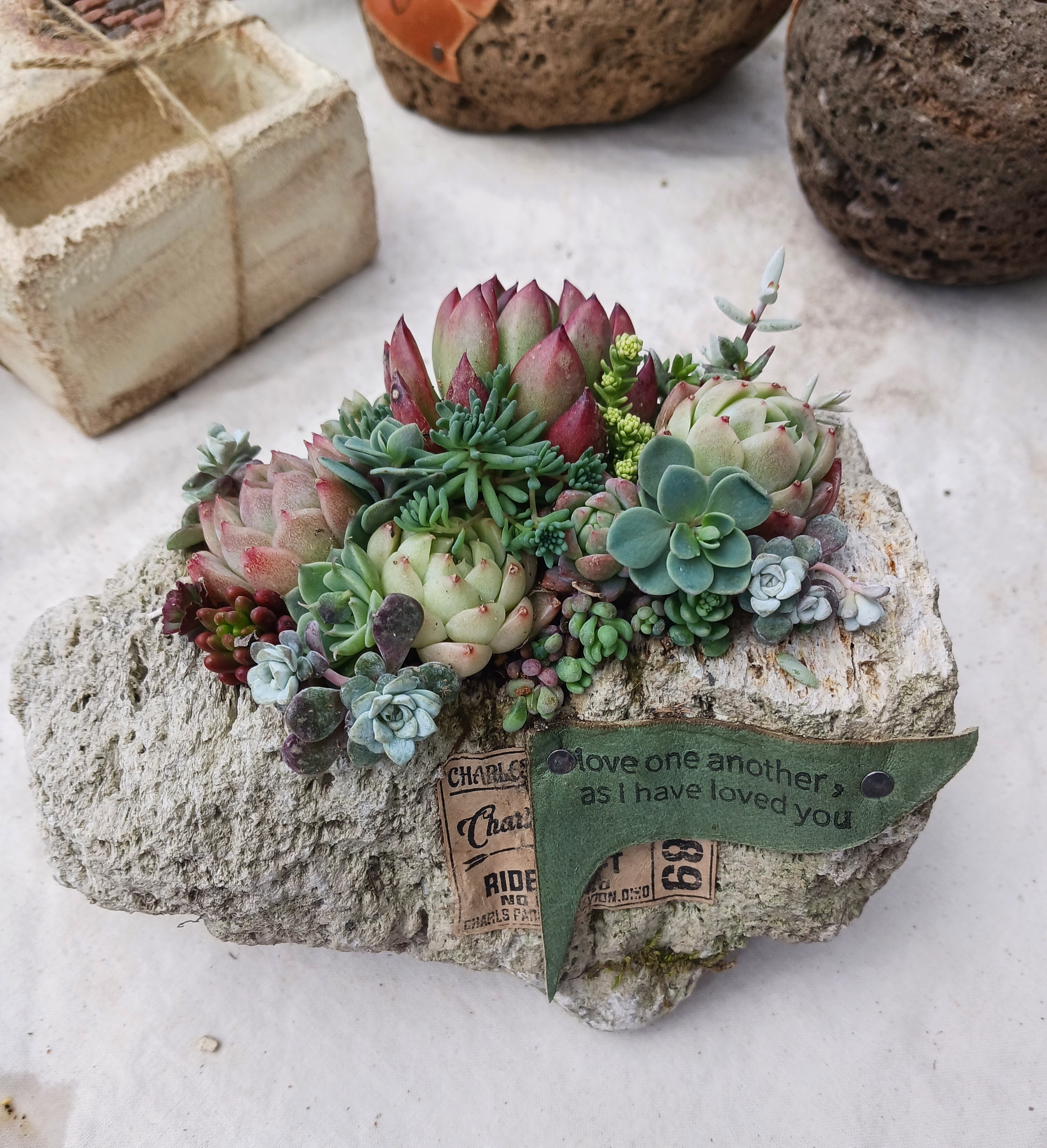 多肉寄せ植え 軽石鉢 | CAINZ DIY Square