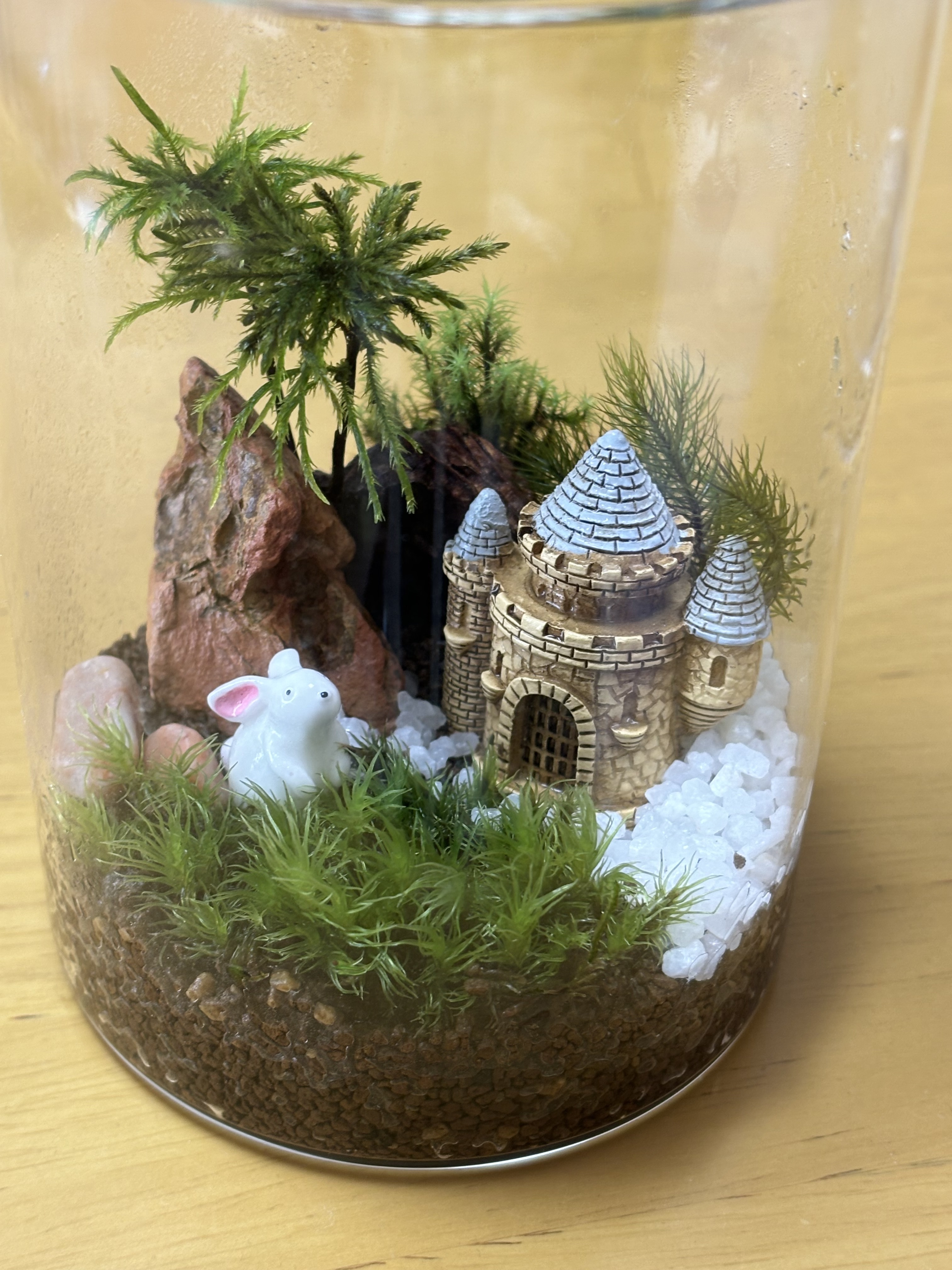 苔テラリウム 苔のテラリウム | CAINZ DIY Square