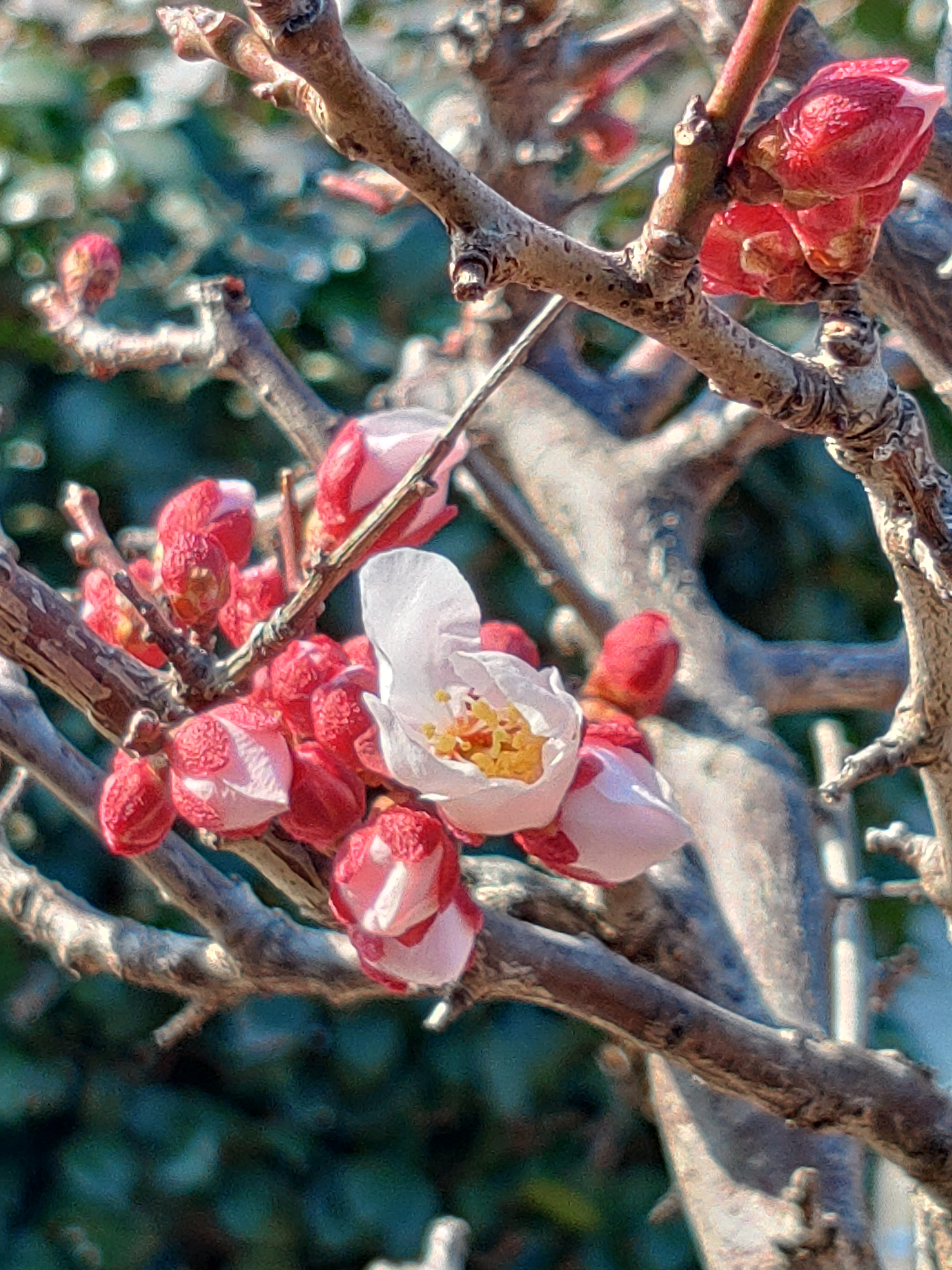 つぼみから開花へ | TORQUE STYLE
