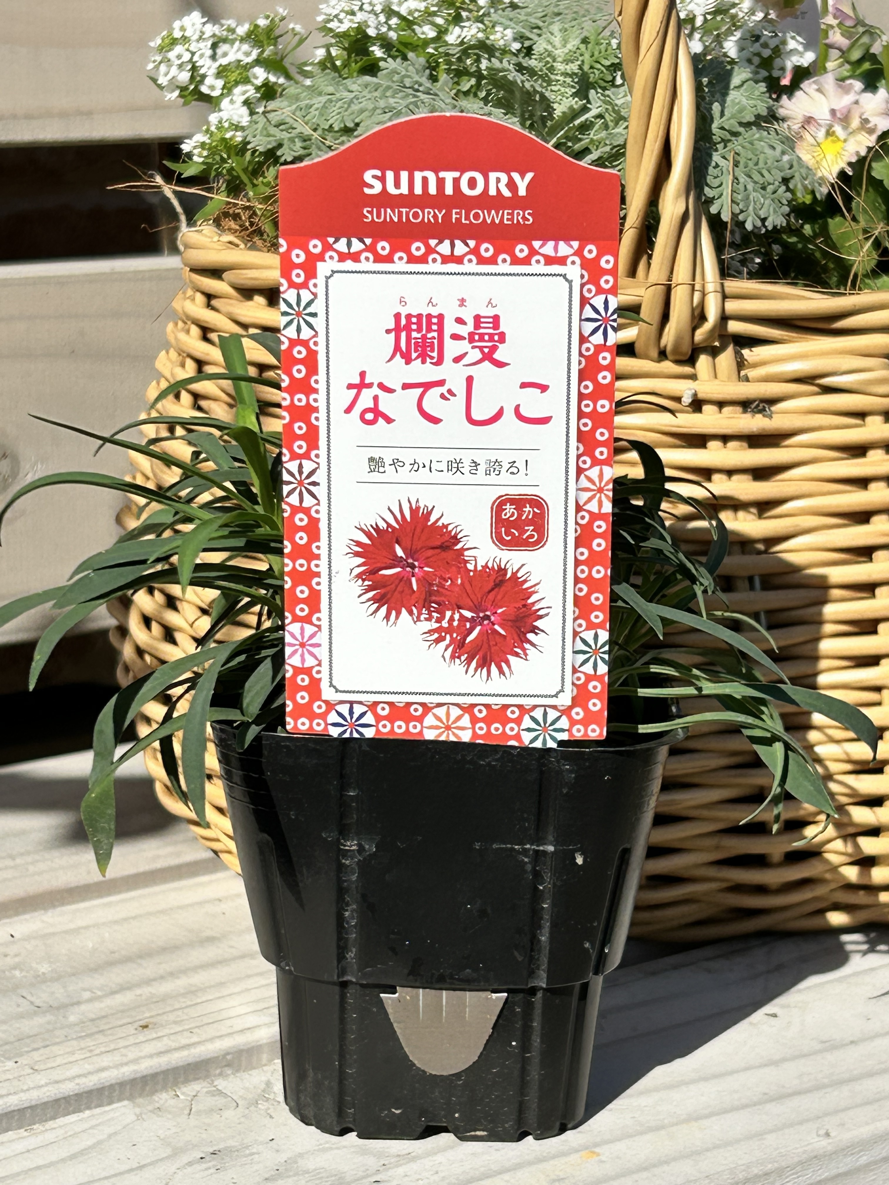 やっぱり『あかいろ』も🌸 | SUNSUNガーデン