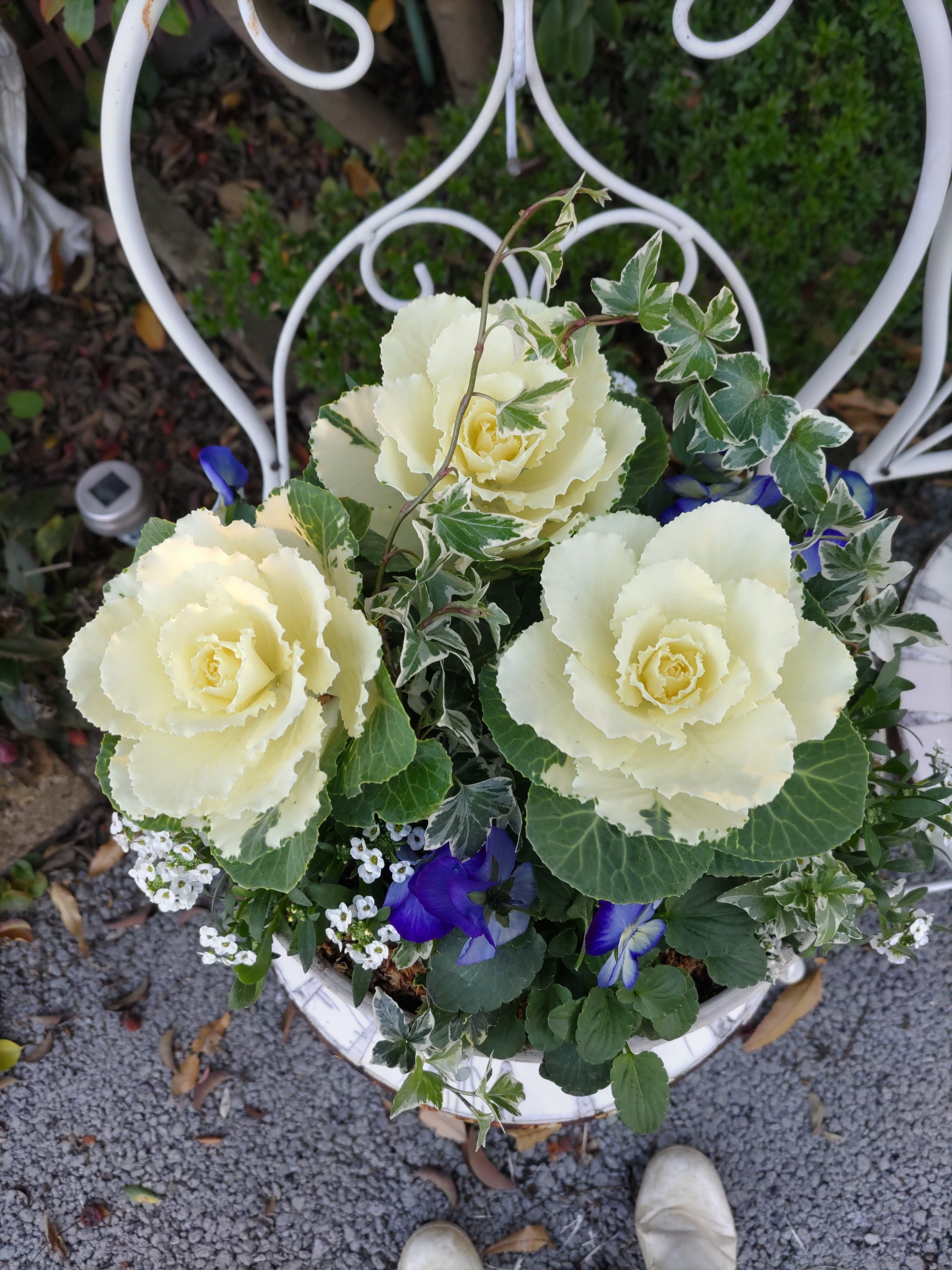 葉牡丹を使った寄せ植え✨💚 | CAINZ DIY Square