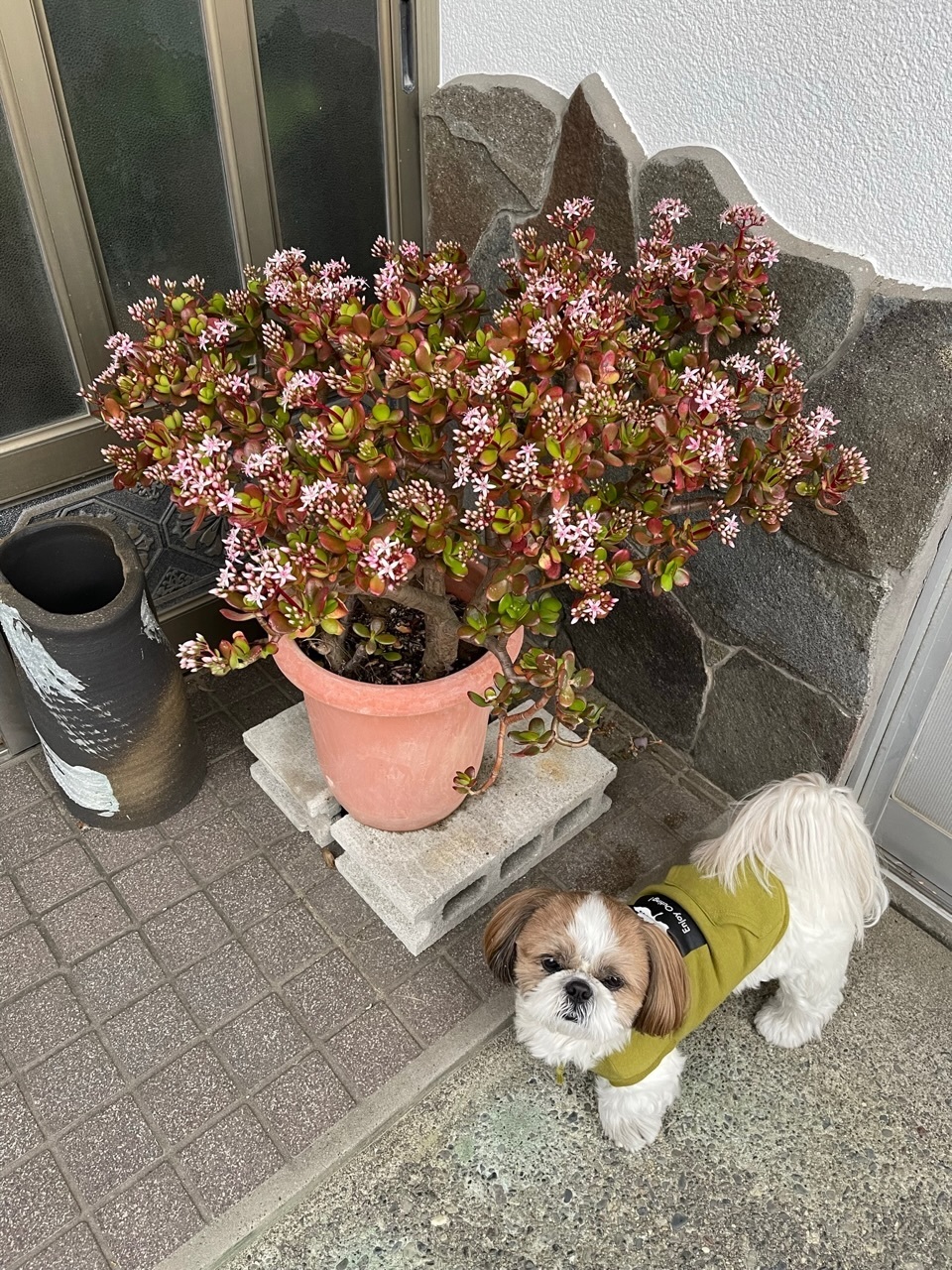 金のなる木だそうです😲 | CAINZ DIY Square