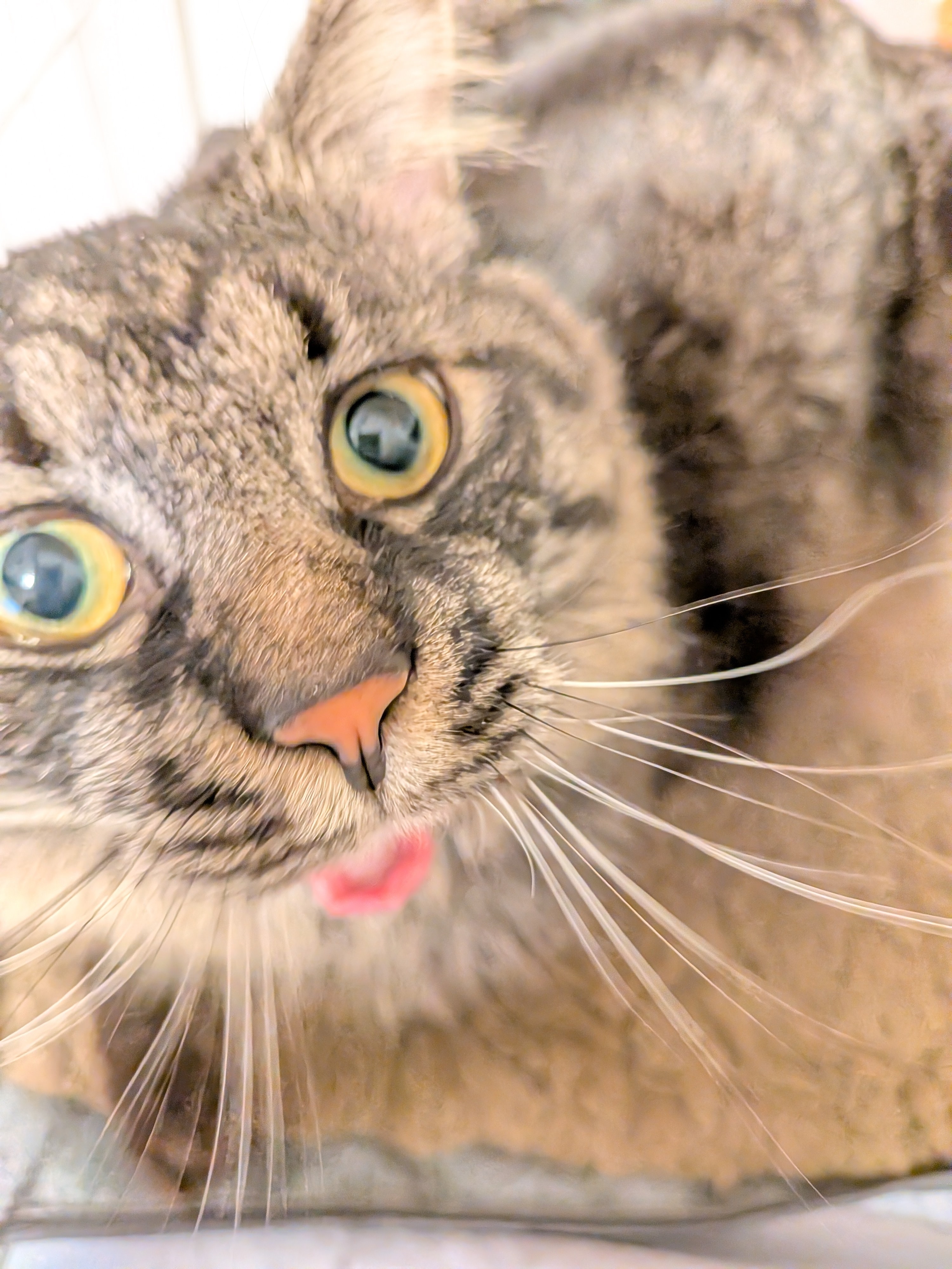 いたずら猫