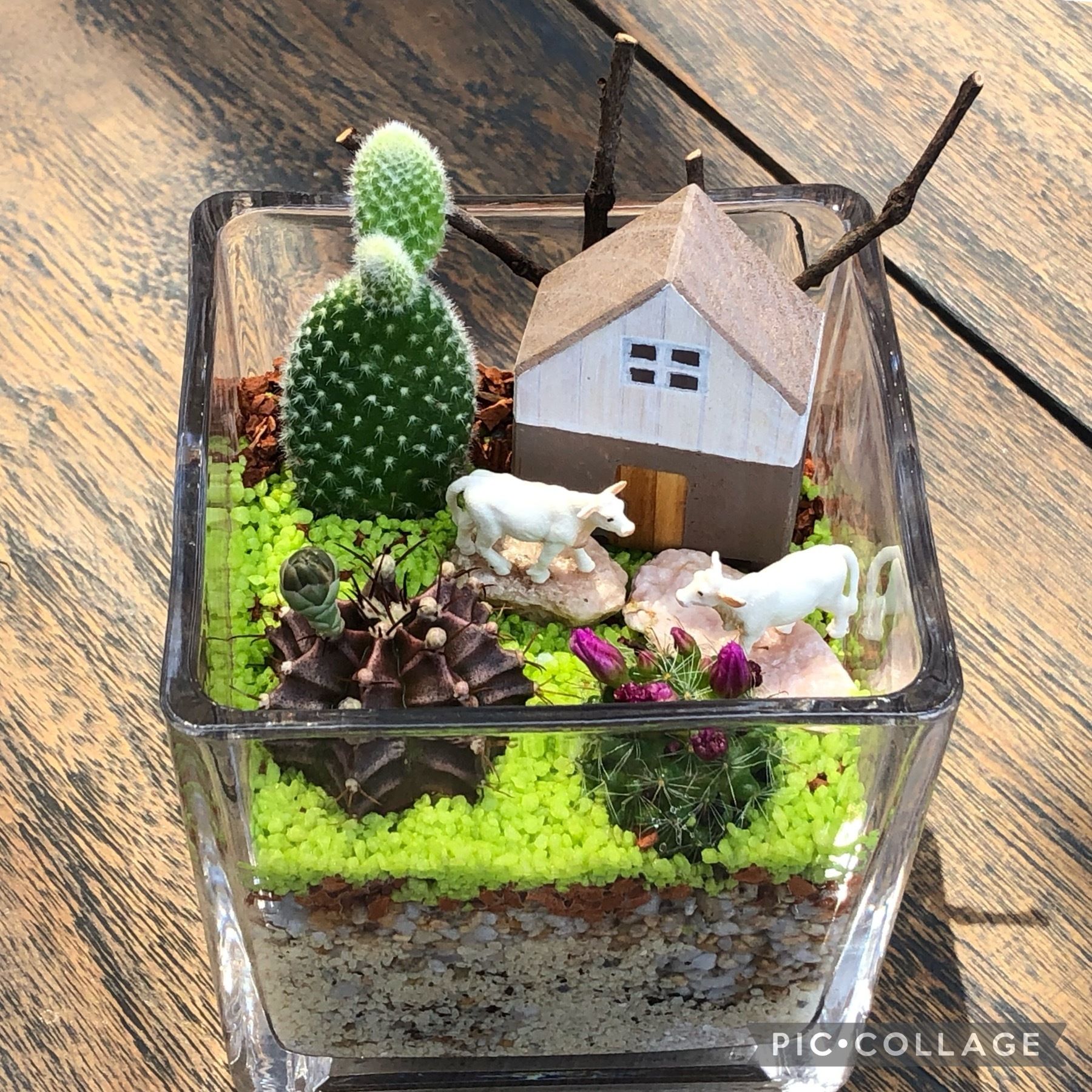 サボテン寄せ植えアフター♪ | CAINZ DIY Square