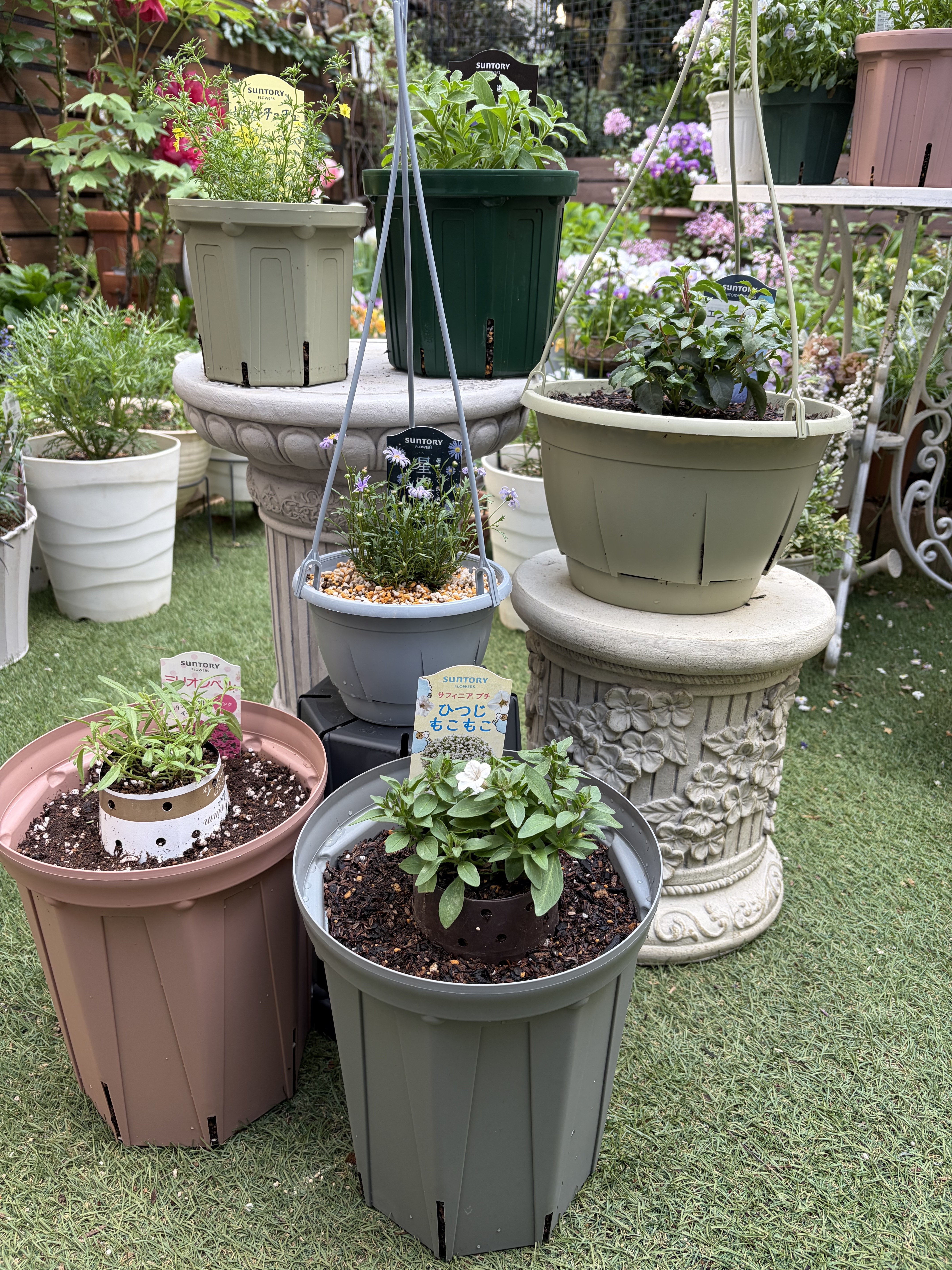 アンバサダー苗植え付けました🌱 | SUNSUNガーデン