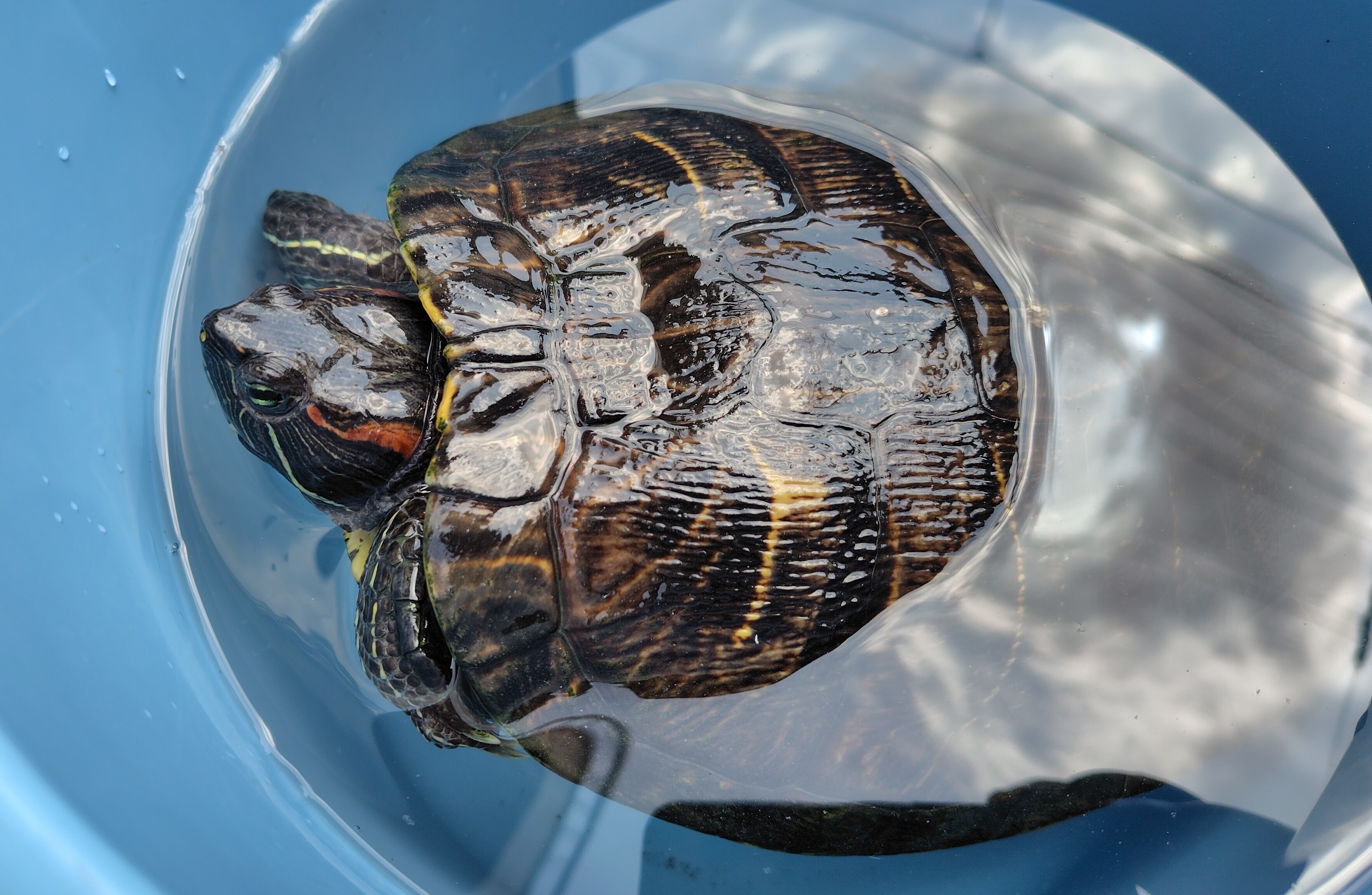うちのカメさん🐢 | CAINZ DIY Square