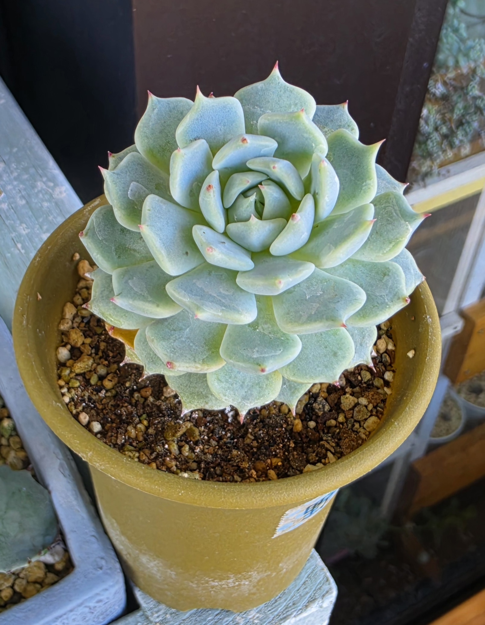 多肉植物のその後_⑫野ばらの精の場合♡ | CAINZ DIY Square