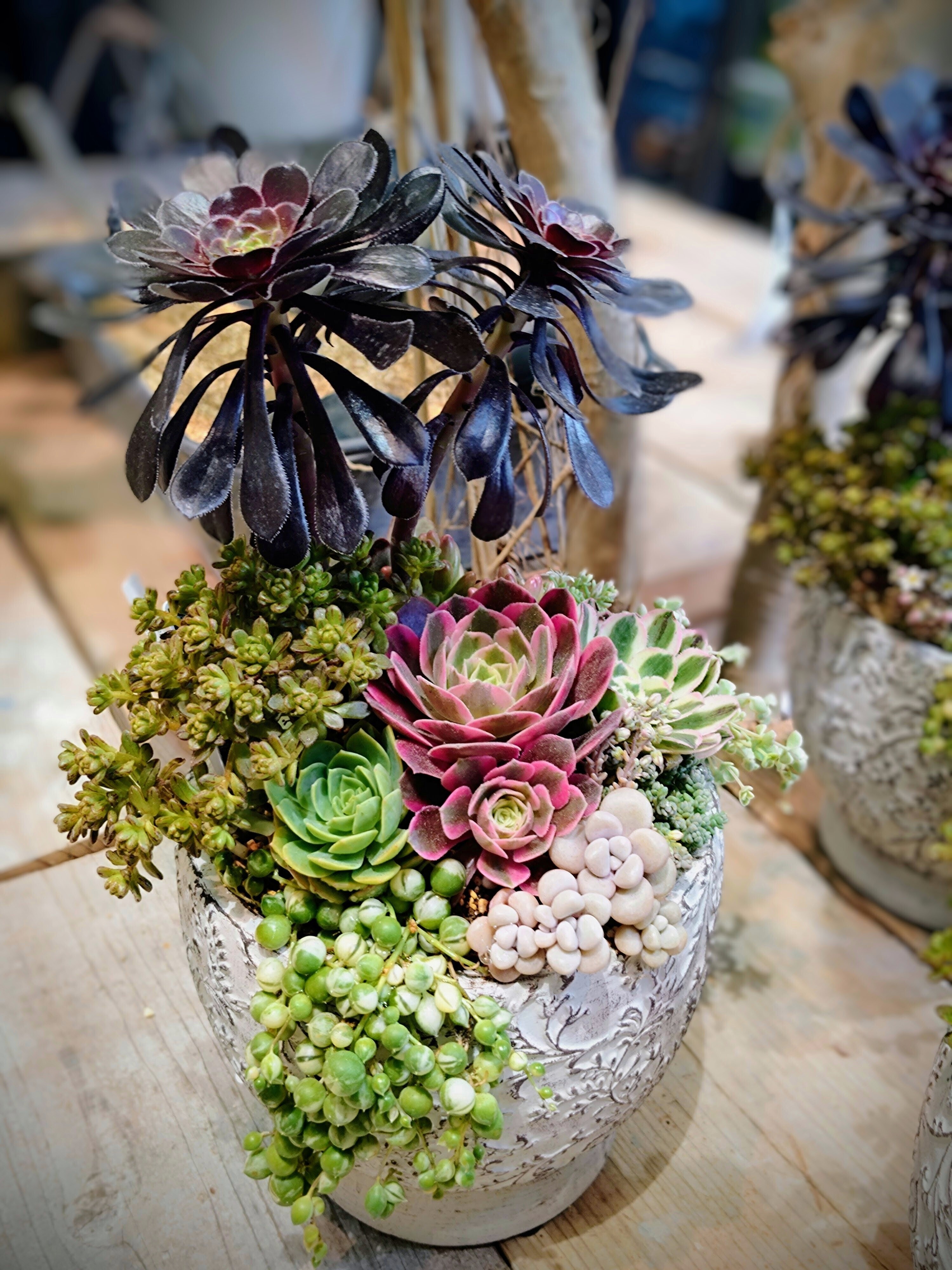 多肉たアエオの寄せ植え アエオニウムの寄植えWS💕 | CAINZ DIY Square