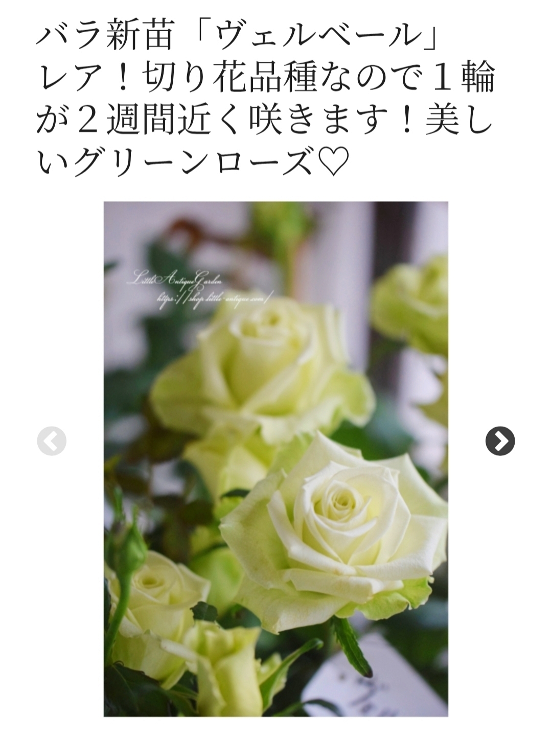 新切りバラ みどりの薔薇ヴェルベールについて💚 | CAINZ DIY Square