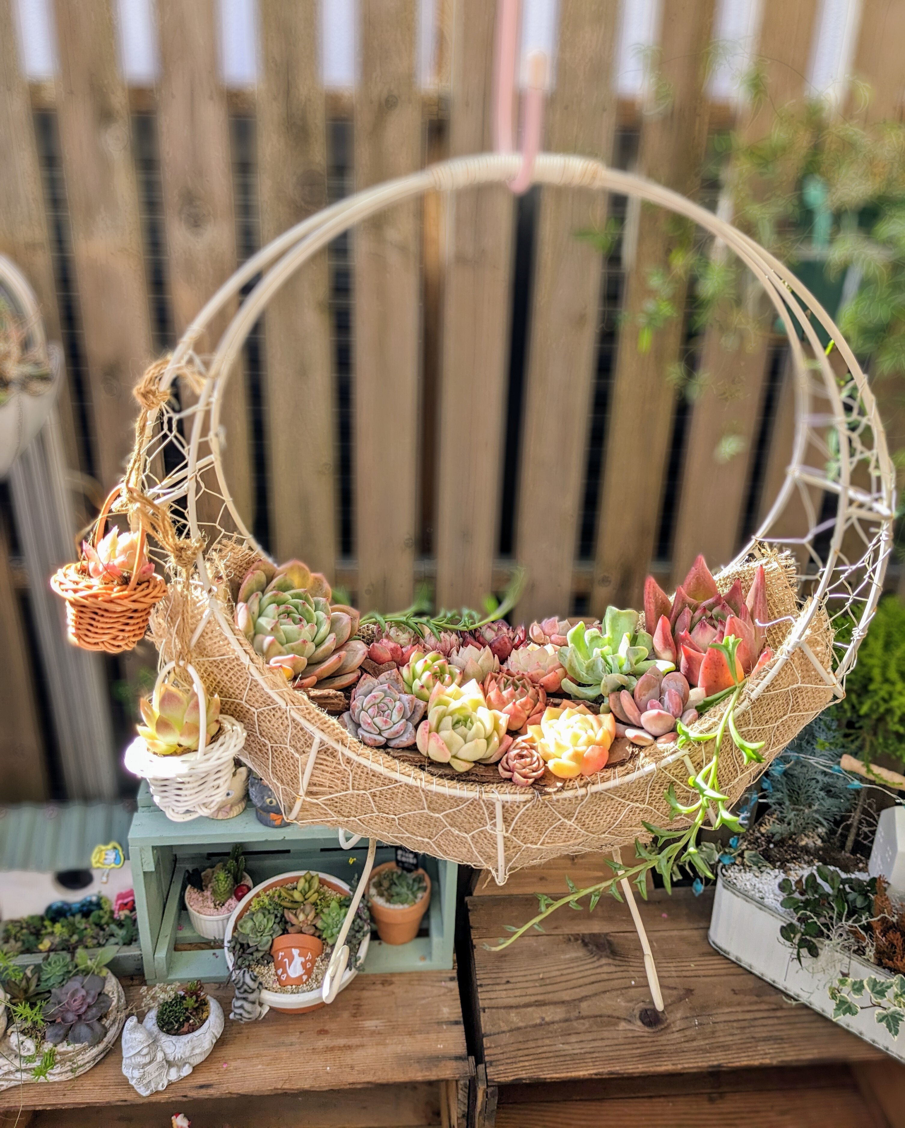 詰め放題の多肉さんで | CAINZ DIY Square