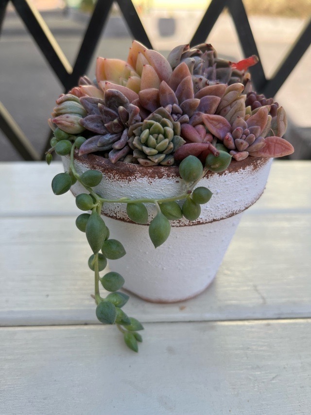 多肉植物　寄せ植え ご注文の多肉の寄せ植え プレゼント🎁されます。 #多肉 #多肉植物