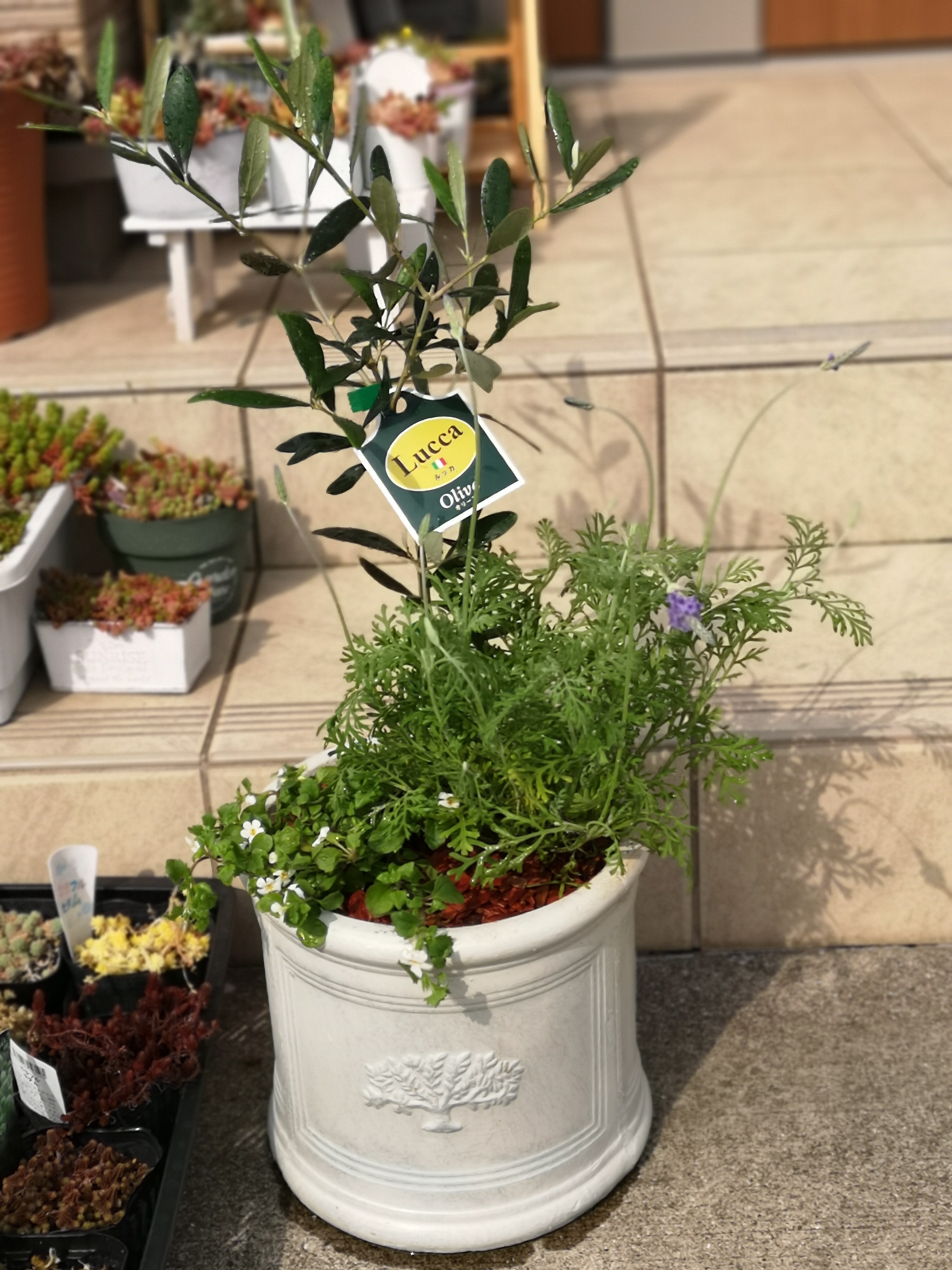 シンボルツリーの寄せ植え | CAINZ DIY Square