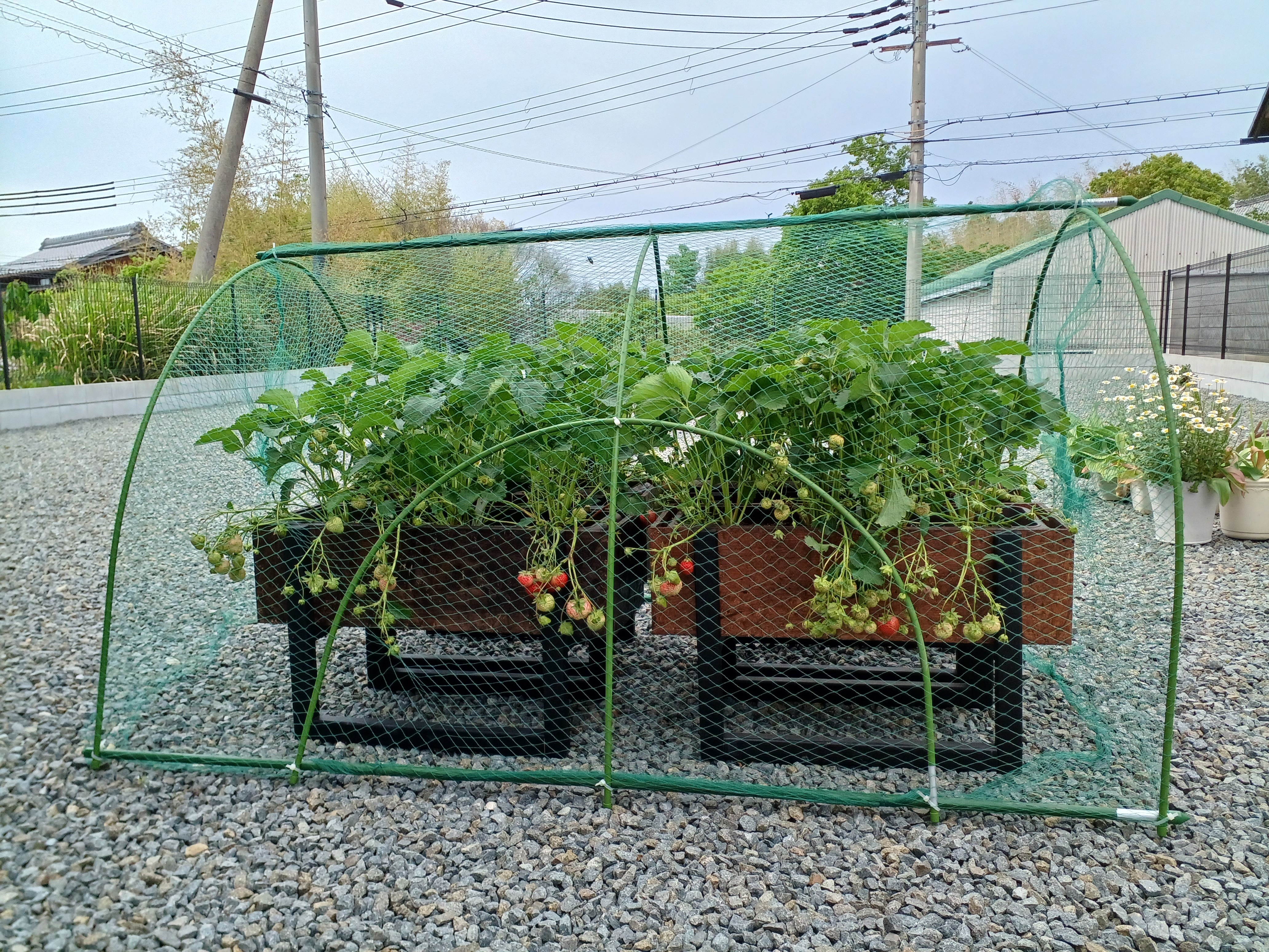イチゴ🍓の防鳥ネット | CAINZ DIY Square