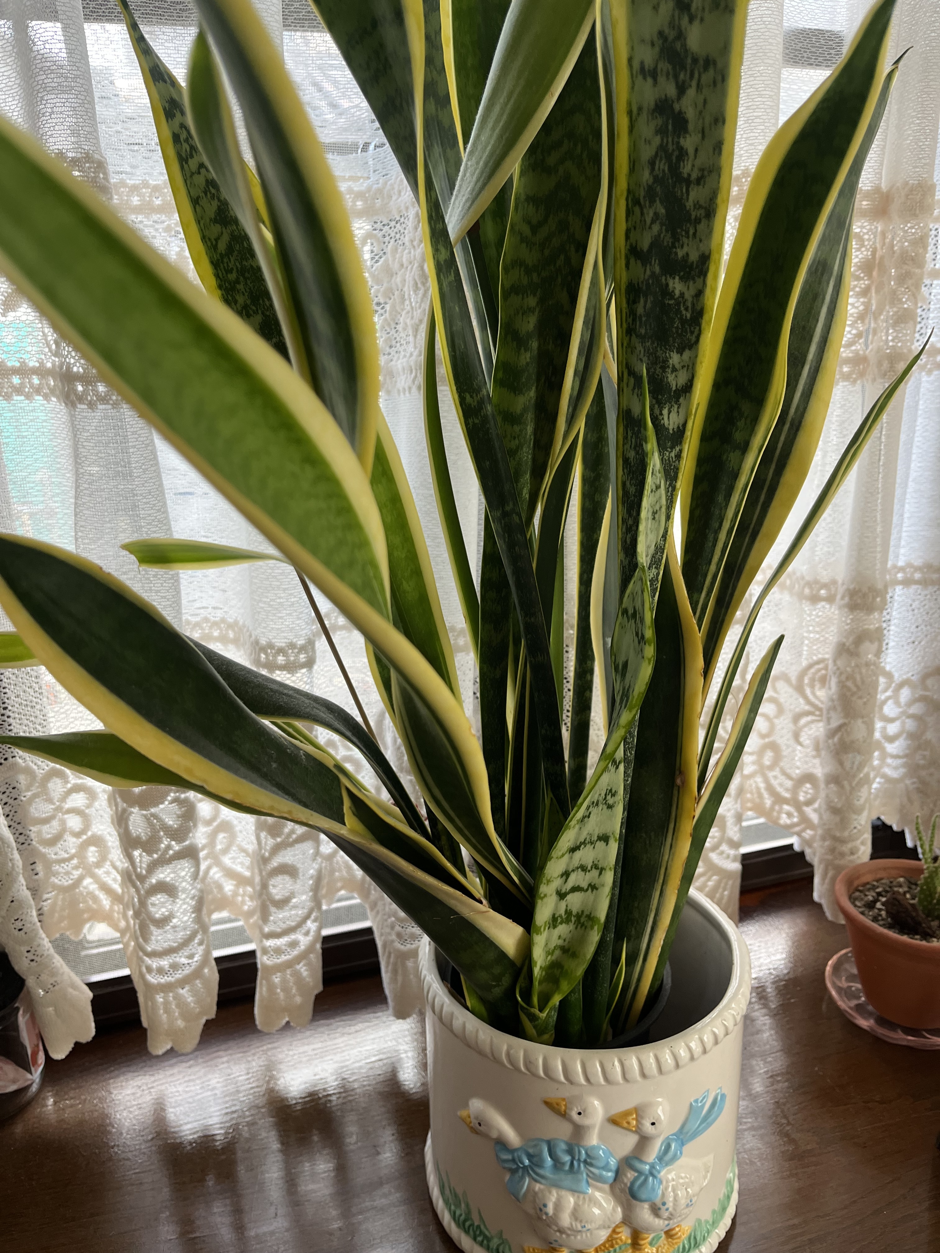 EMP サンセベリア モスキート / 右下が成長イメージ SA426 EMP サンセベリア モスキート / 右下が成長イメージ SA426