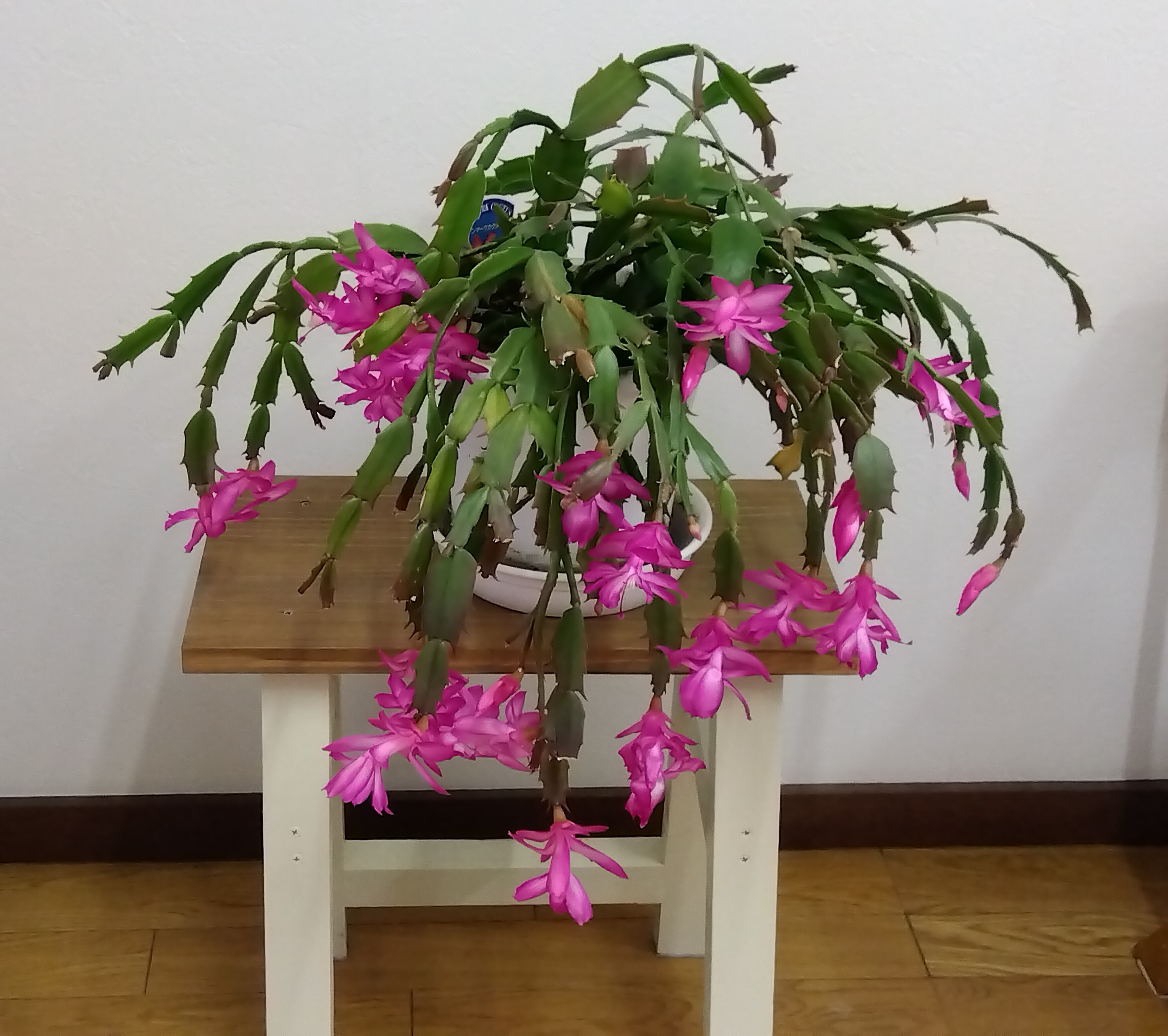 シャコバサボテンのピンク | CAINZ DIY Square