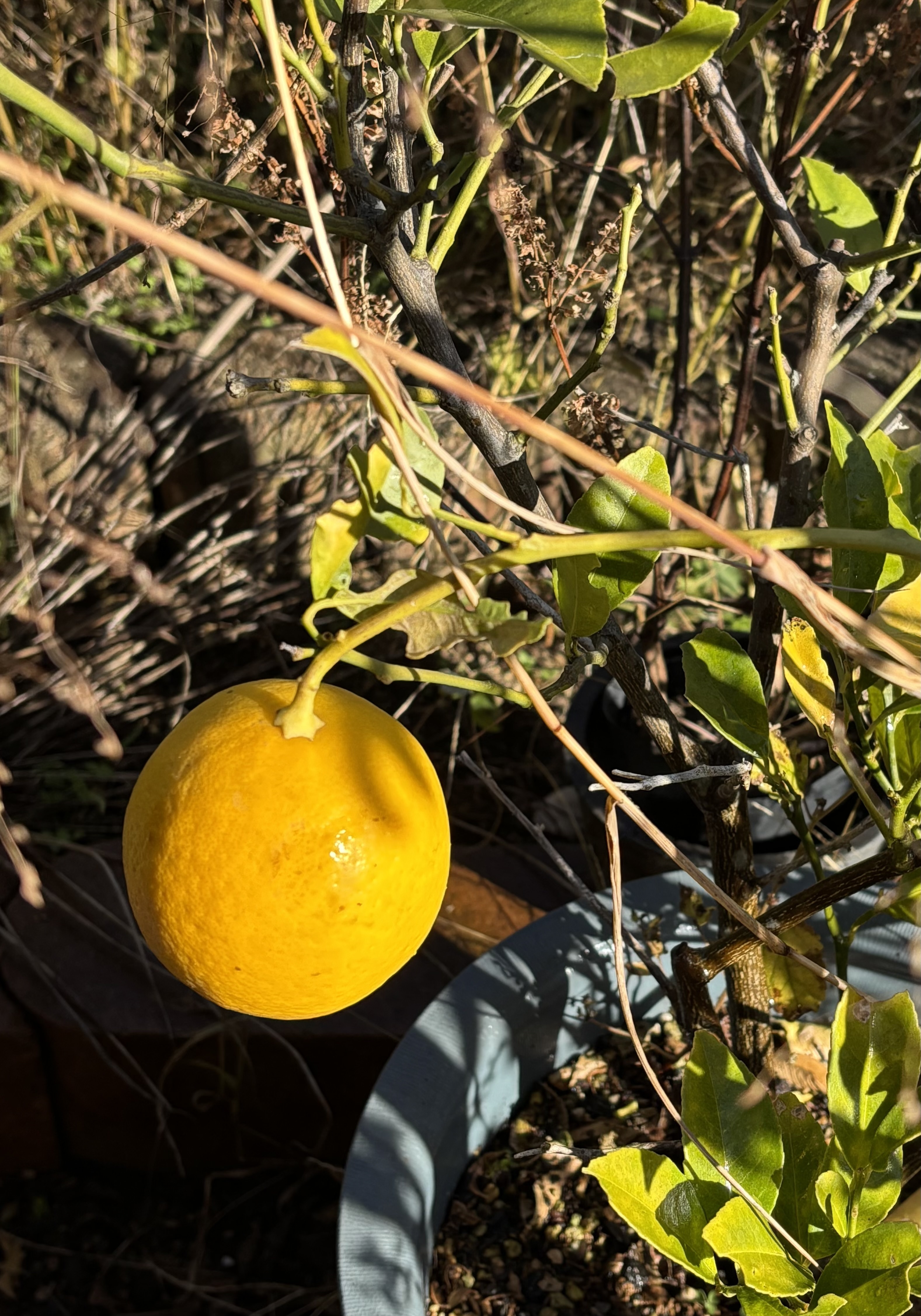 おひとり様レモン🍋 | CAINZ DIY Square