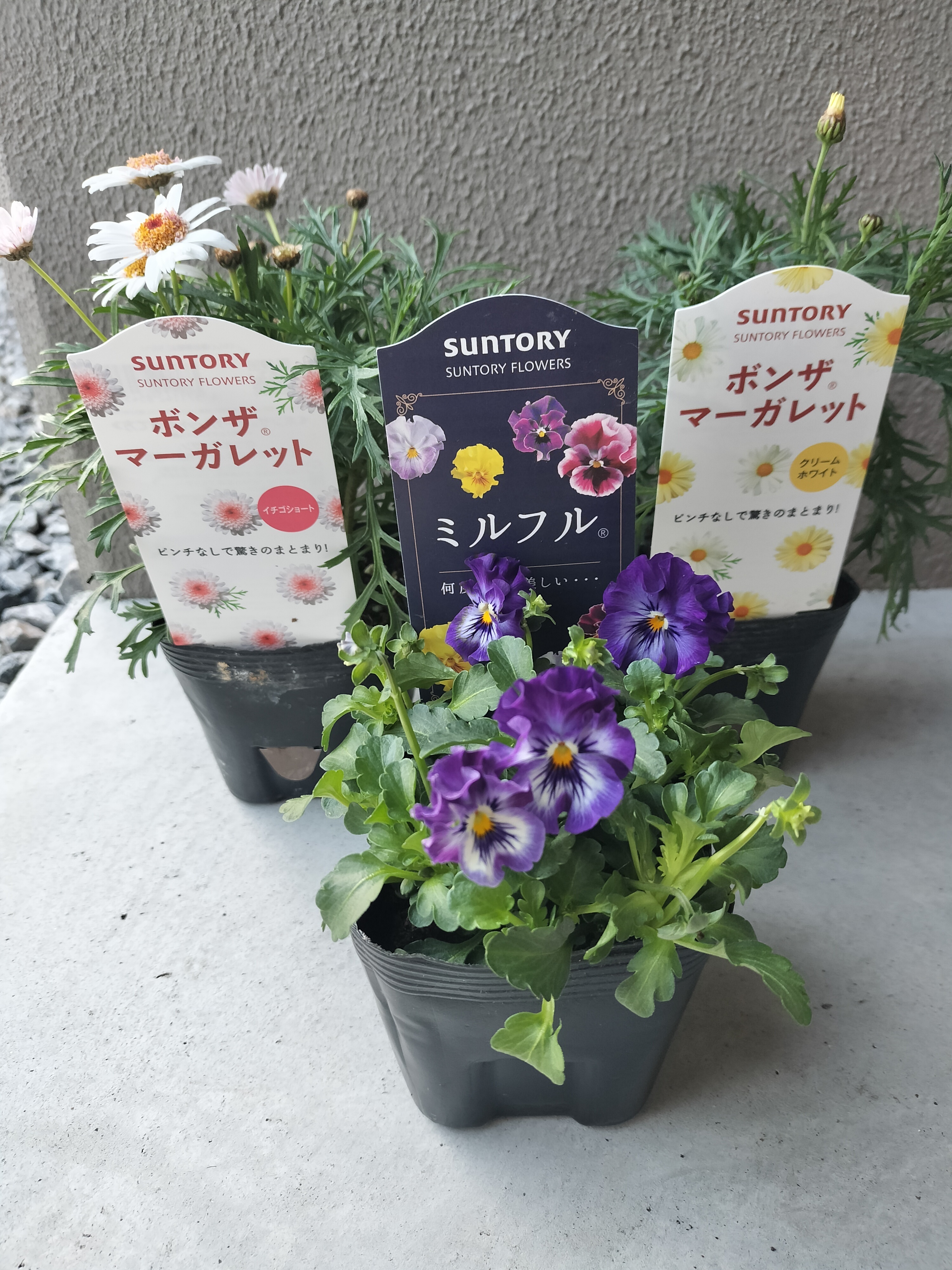 発見👀 | SUNSUNガーデン