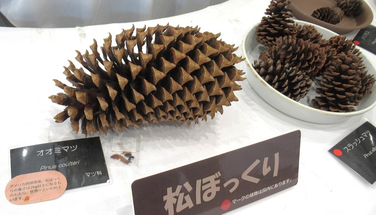 松ぼっくりとコーヒー | UCCラボ