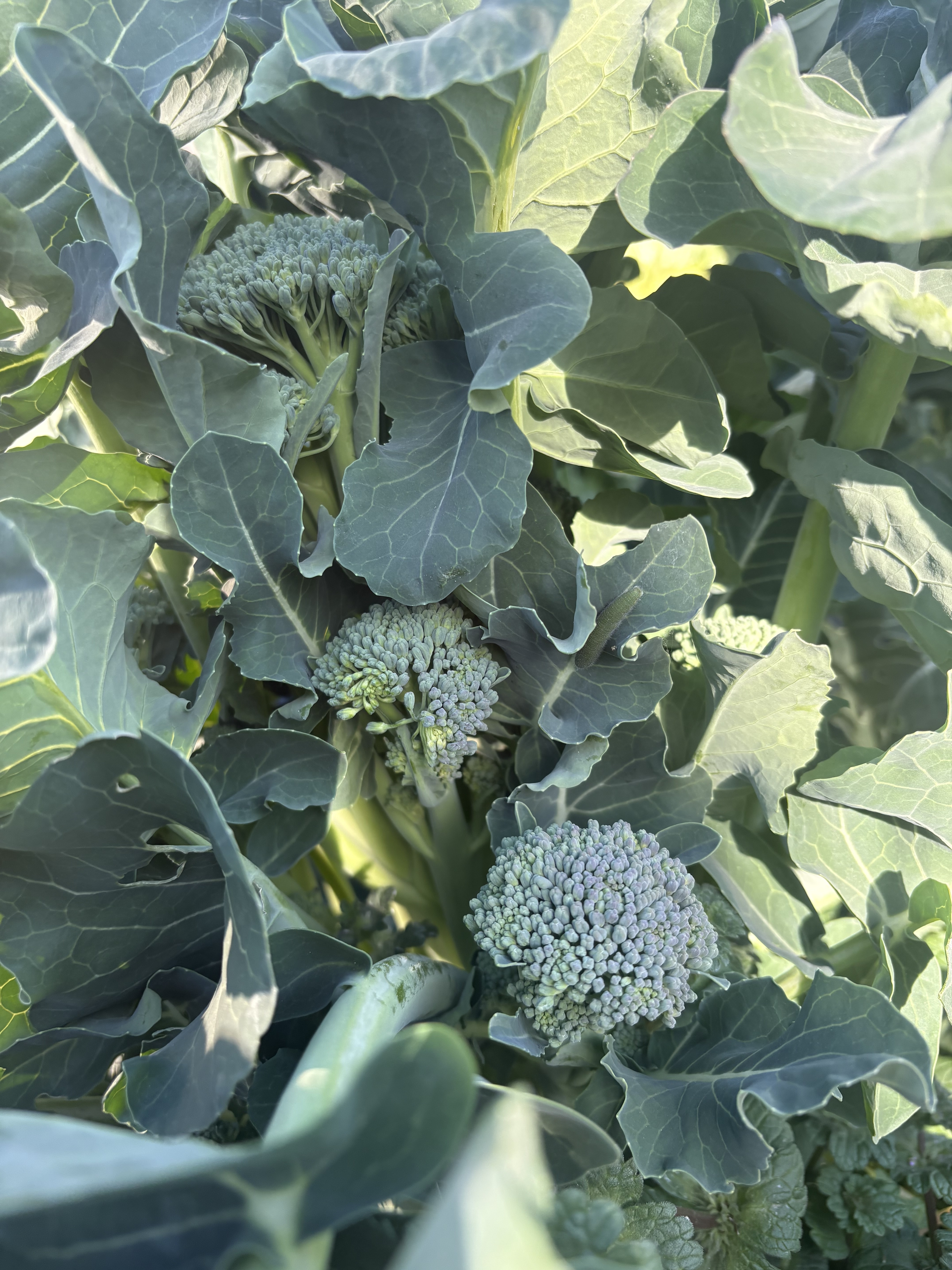 ブロッコリーセニョリータ | CAINZ DIY Square