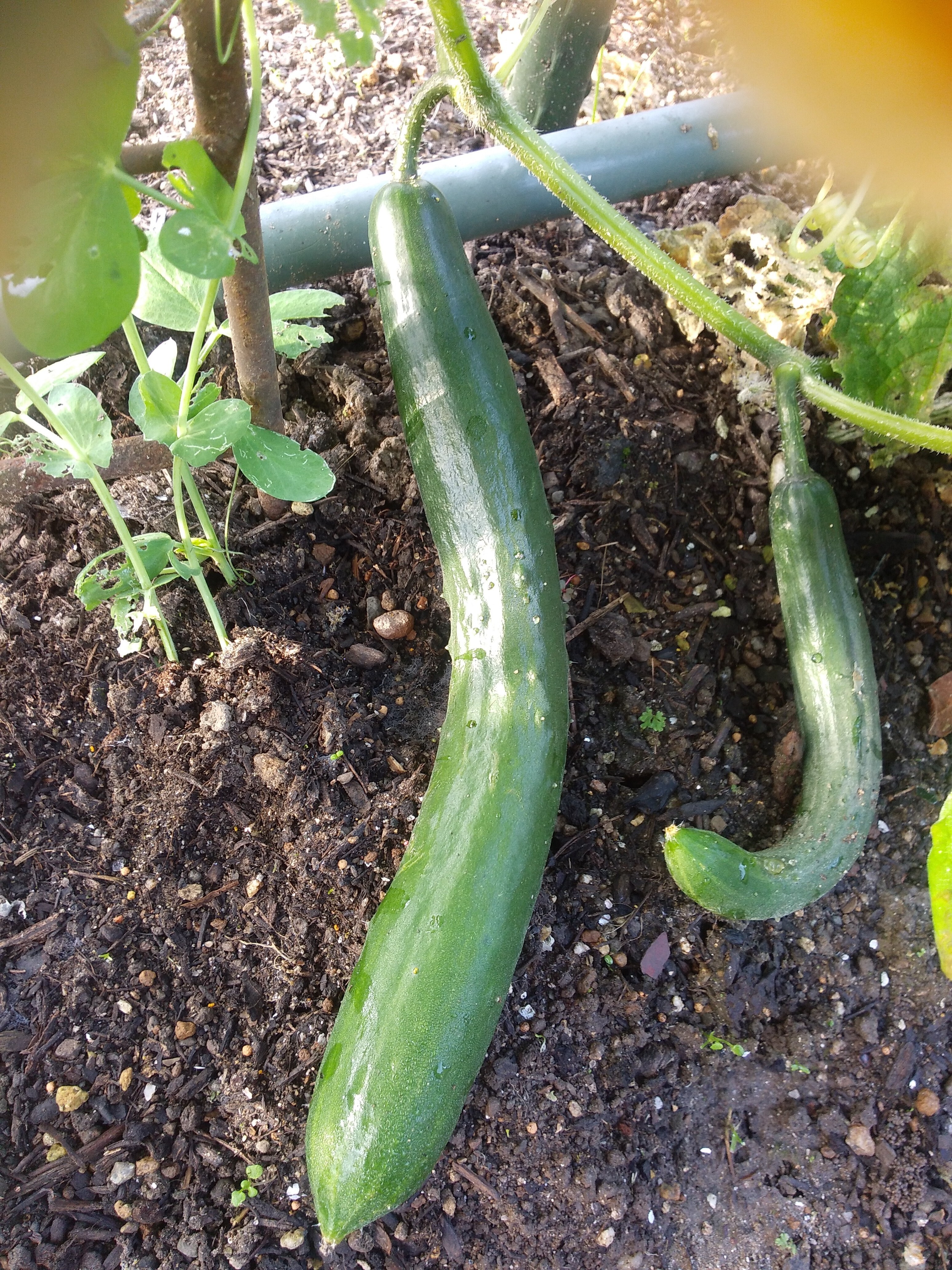 【きゅうり】 Amazon | 株式会社トーホク キュウリ ときわかぜみどり 03835 | 野菜