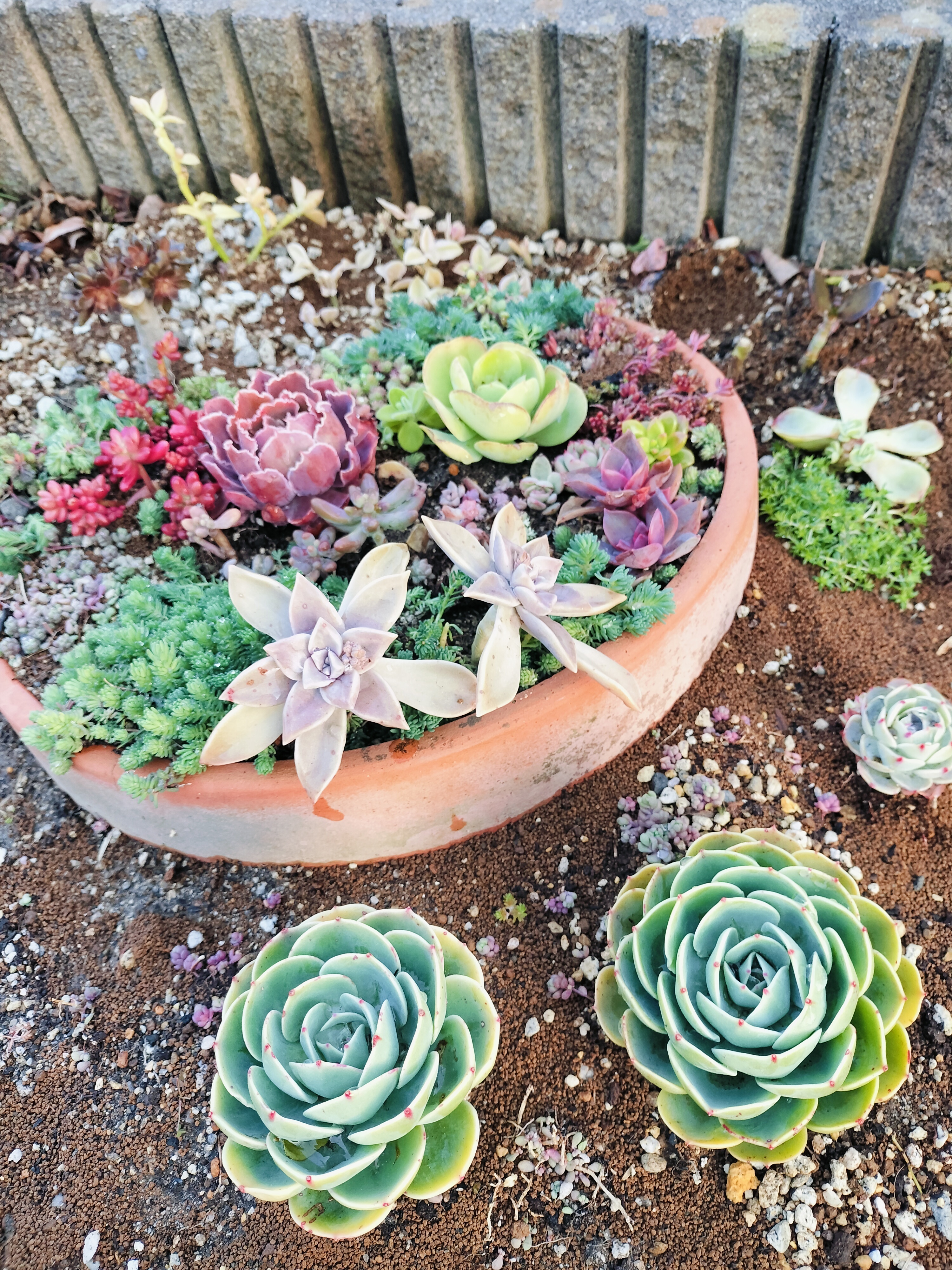 庭の一角に多肉を地植え | CAINZ DIY Square