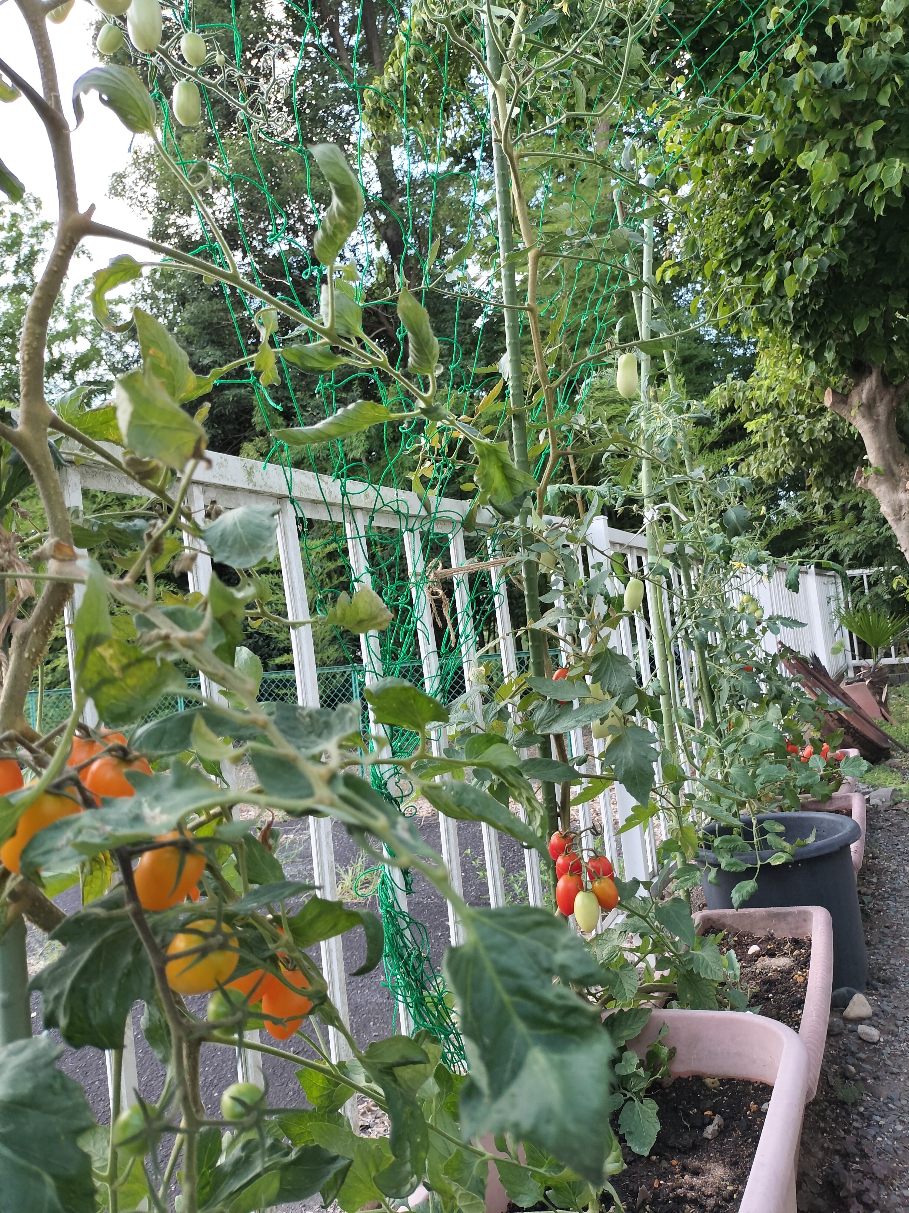 トマトのグリーンカーテン ならず… | CAINZ DIY Square