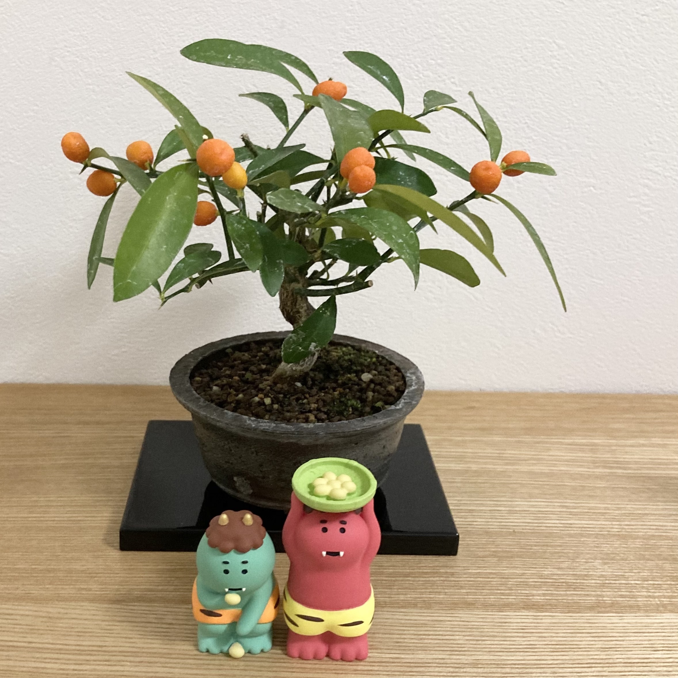 キンズ盆栽 | CAINZ DIY Square