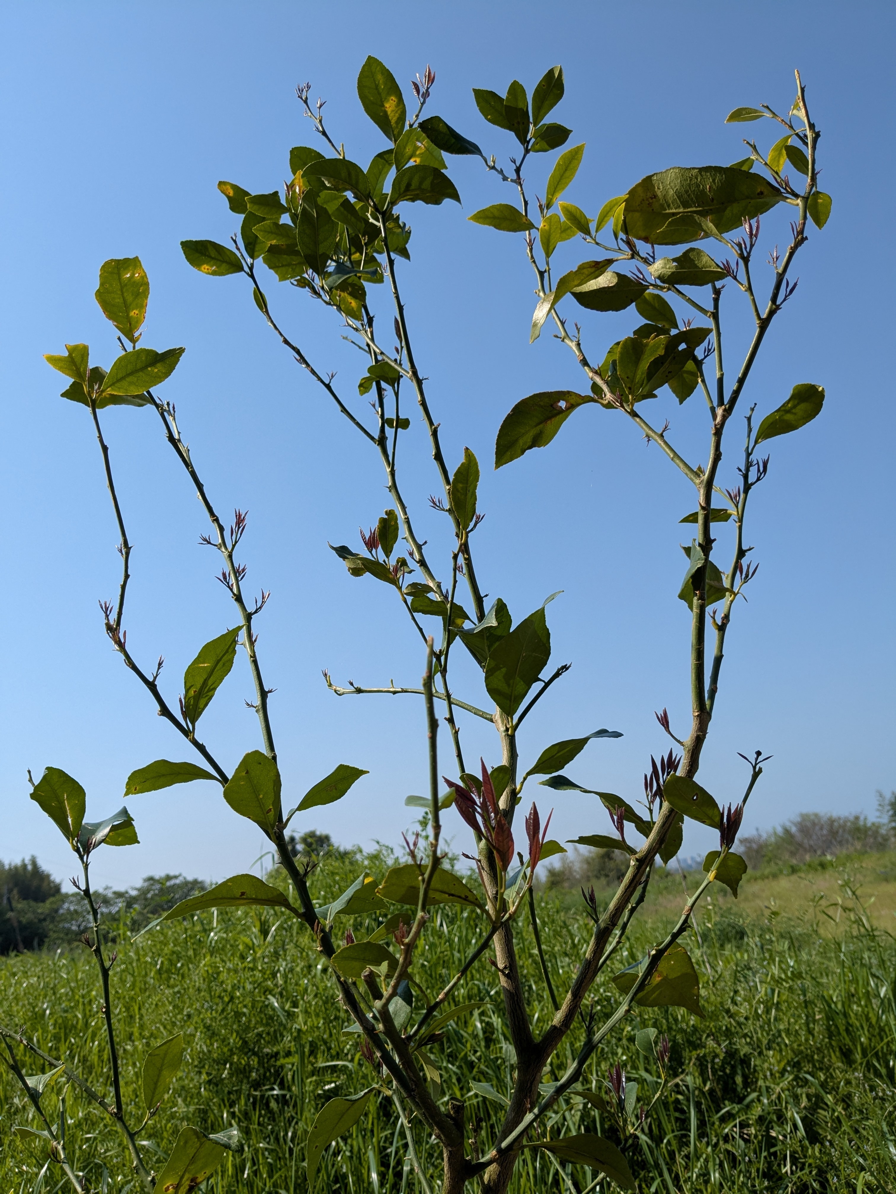 レモンの木 | CAINZ DIY Square