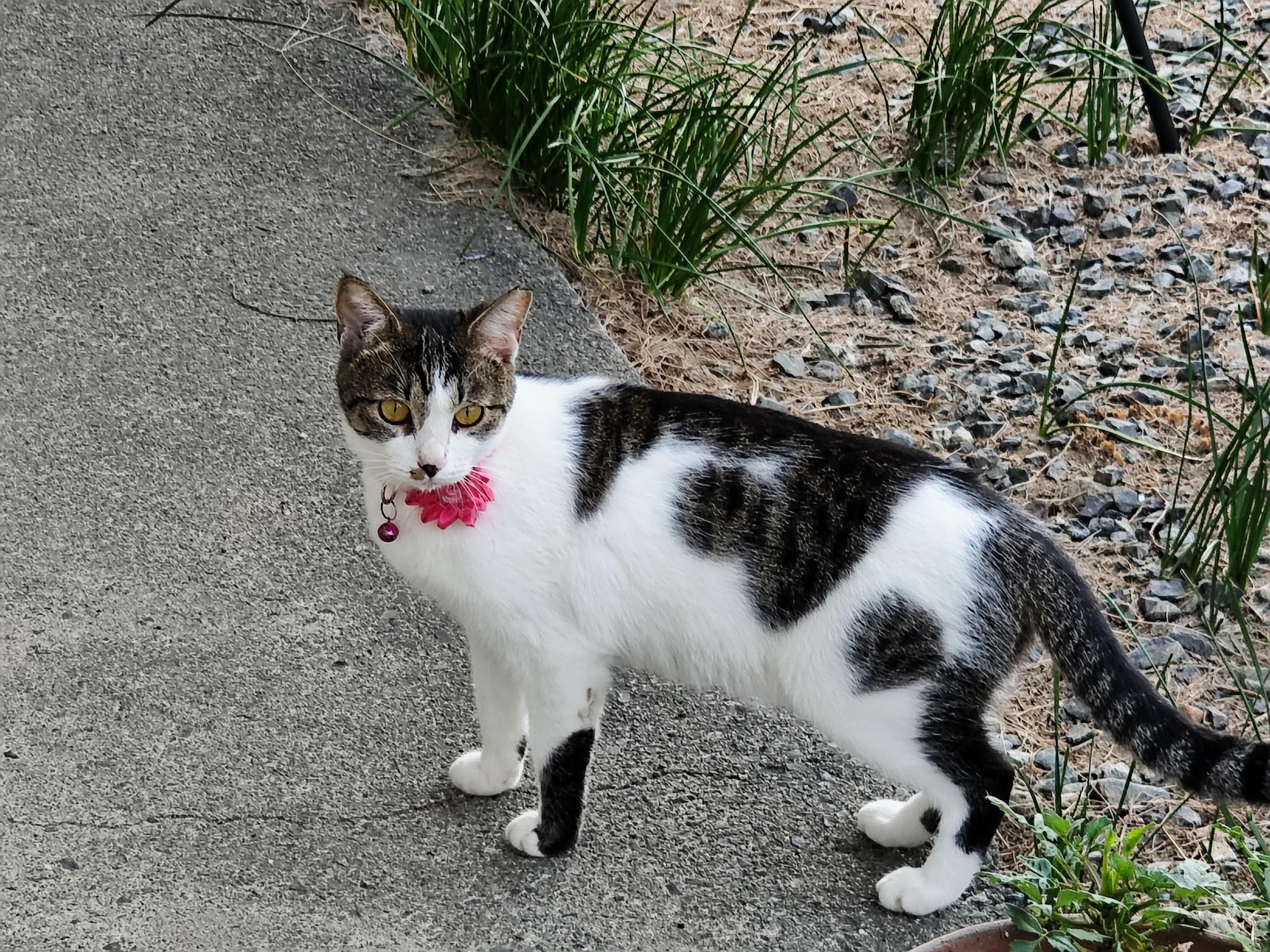 ねこ maxresdefault.jpg