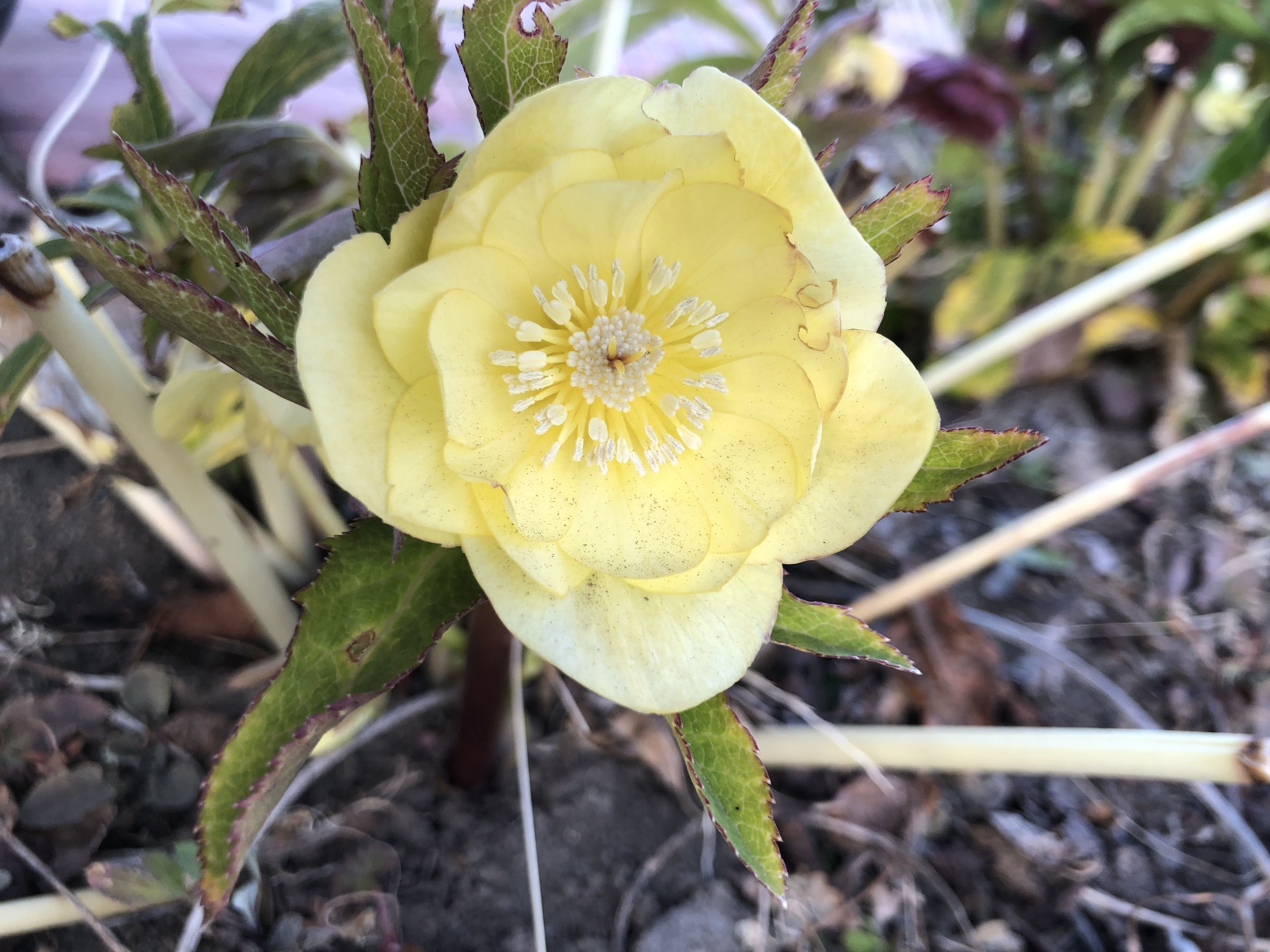 クリスマスローズ 開花実績株 SSフレグランスグリーニッシュイエロー クリスマスローズ 開花実績株 SSフレグランスグリーニッシュイエロー