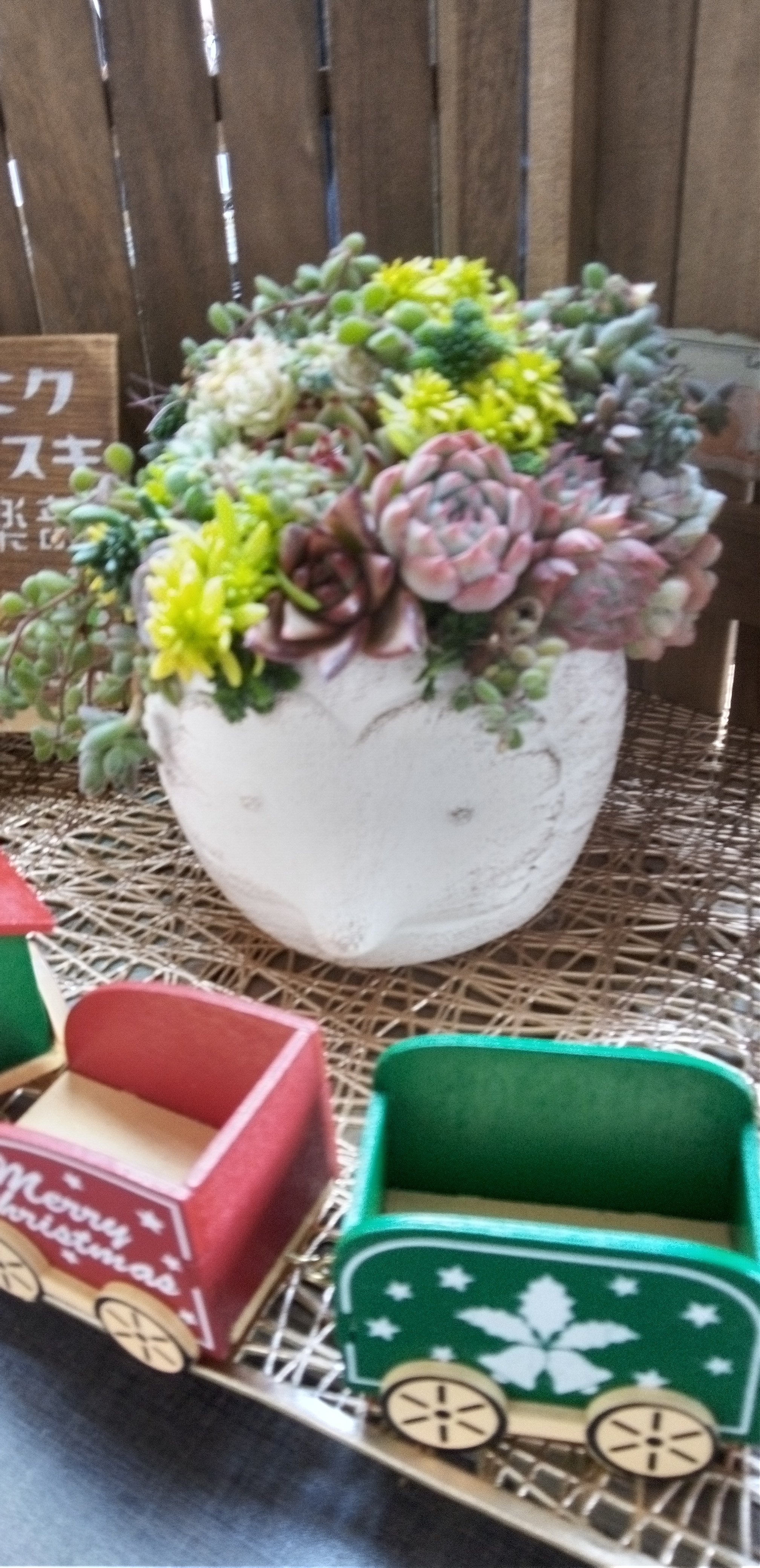 多肉植物　寄せ植え　小物入れ 多肉植物 寄せ植え 小物入れ 多肉植物寄せ植え小物入れ