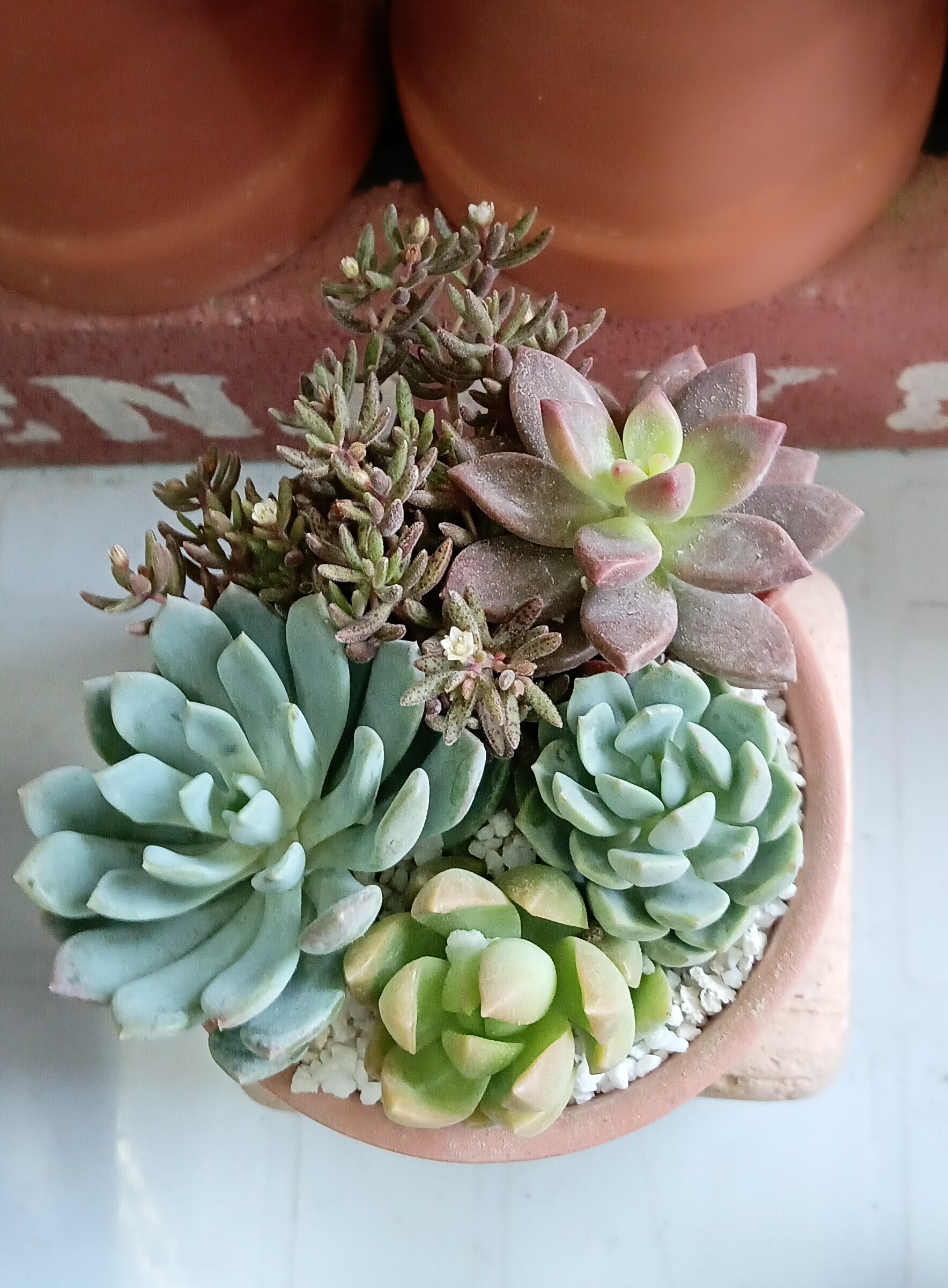 ★多肉植物　寄せ植え〜手作り　木製手押しカート　中　ピンク〜★ 多肉植物の寄植え | CAINZ DIY Square