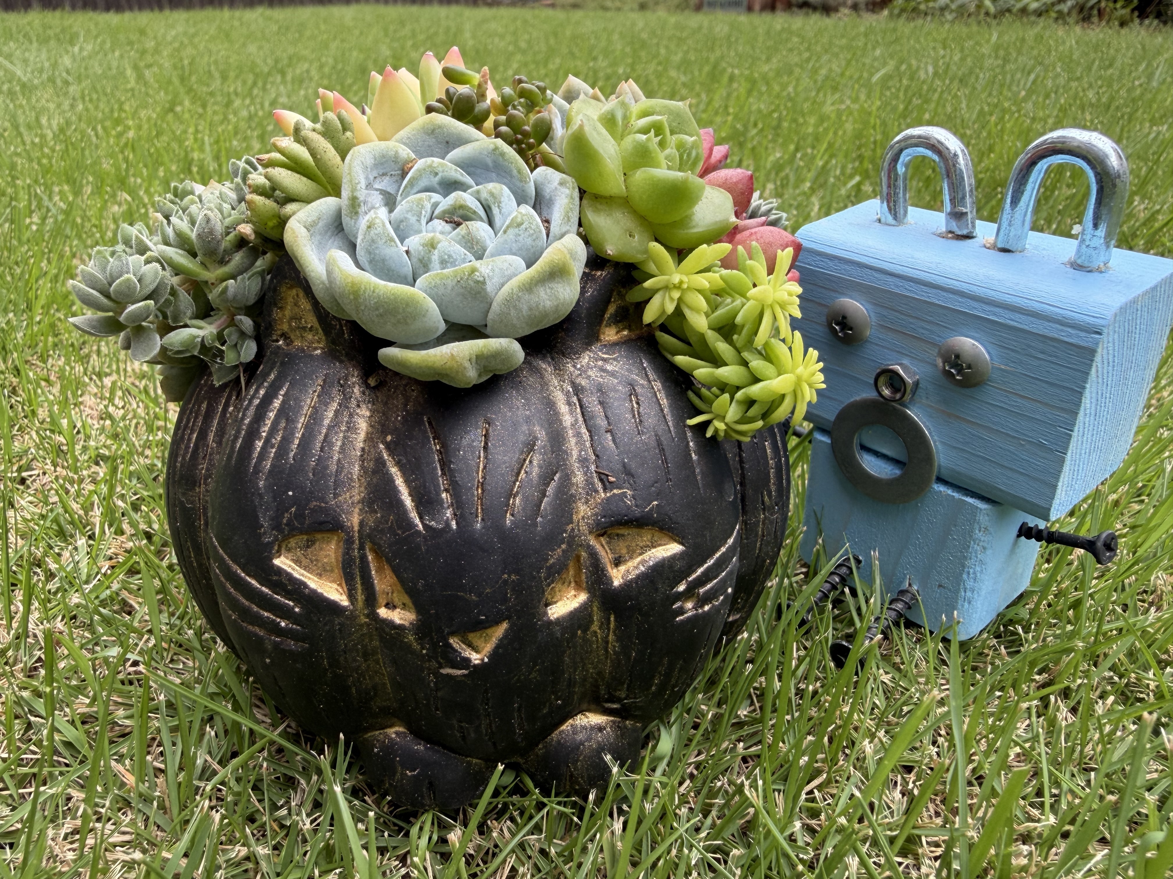 初めての多肉寄せ植え🤖 | CAINZ DIY Square