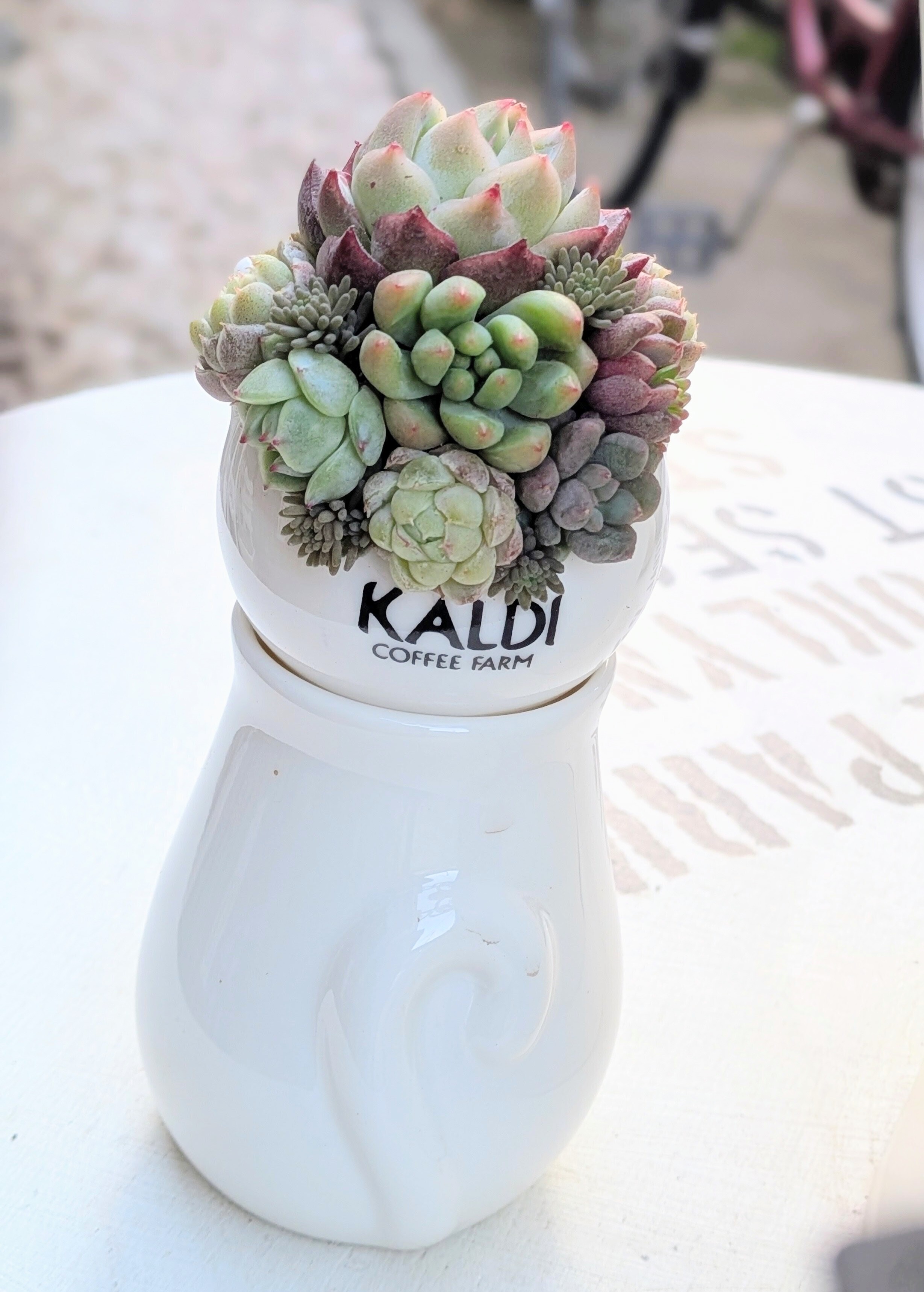 🐱ちゃんに寄せ植え💕✨ | CAINZ DIY Square