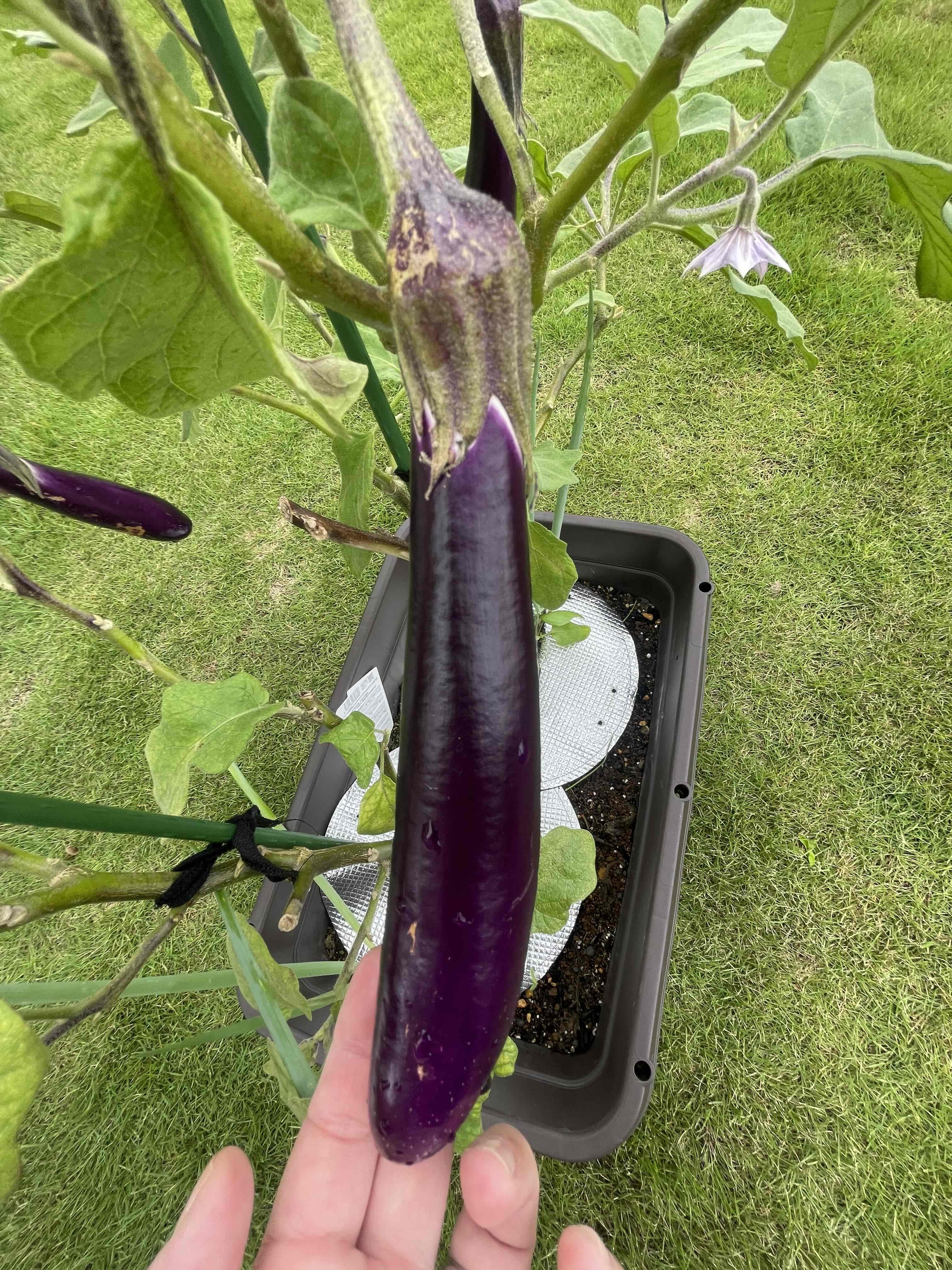ふんわりトロトロやわらかなす🍆 | SUNSUNガーデン
