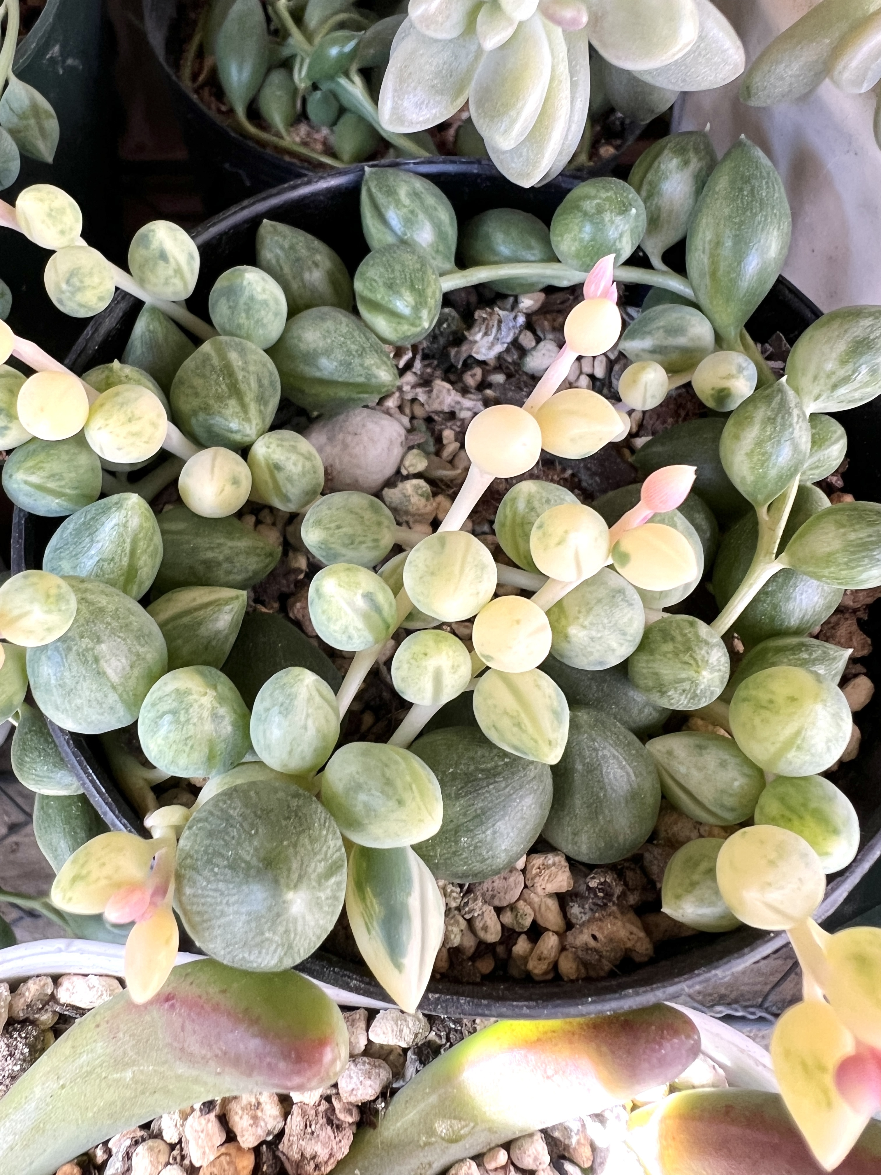 エンジェルティアーズ錦 | CAINZ DIY Square