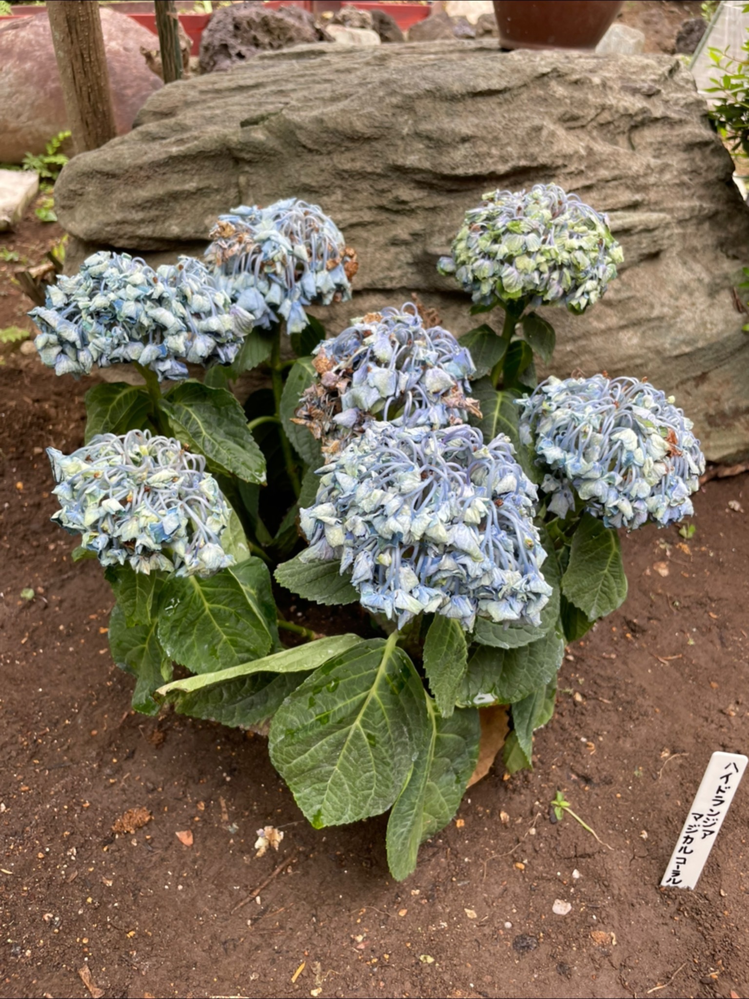 紫陽花(ハイドランジアマジカル コーラル)の地植え | CAINZ DIY