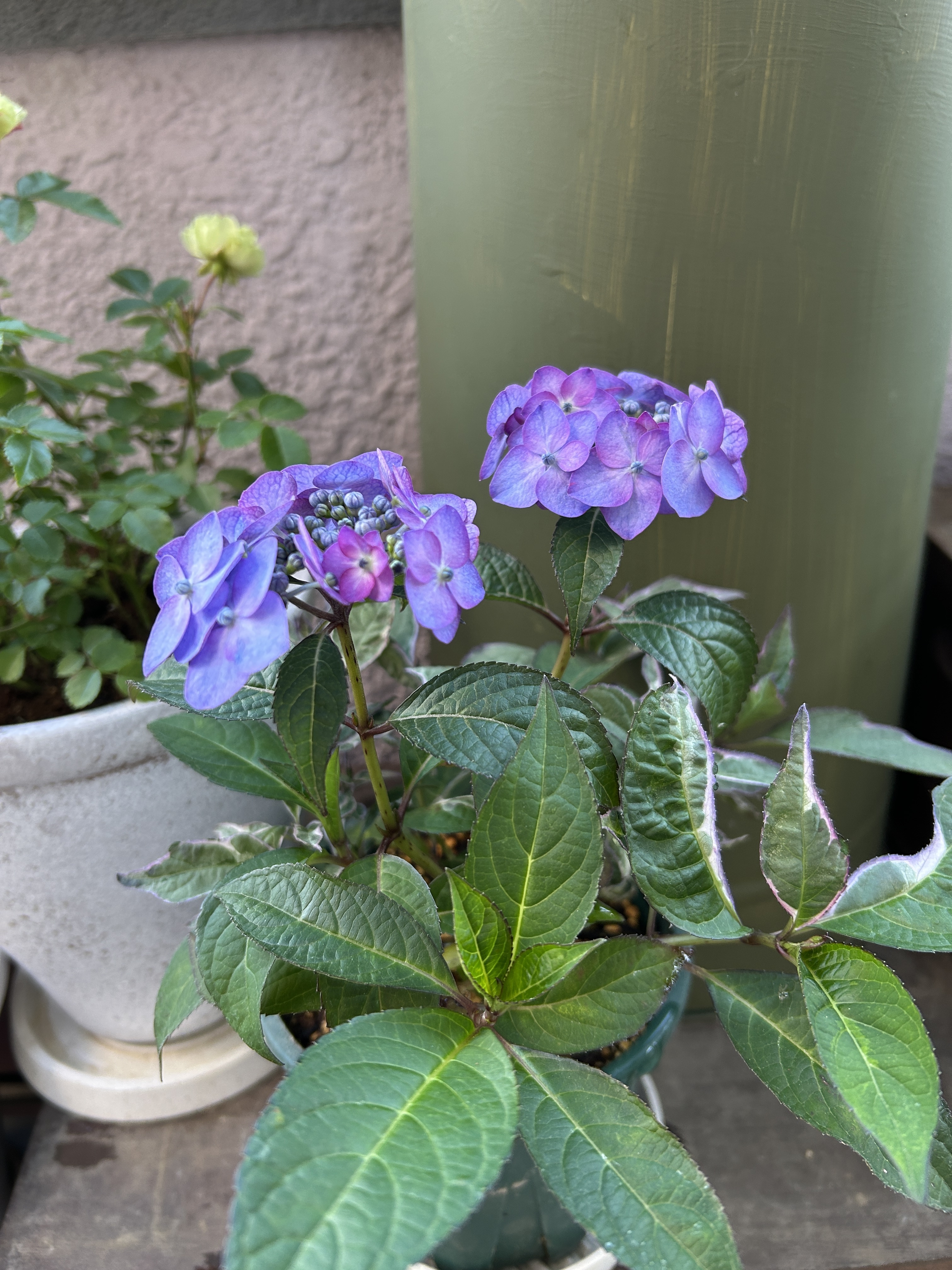 今年お迎えした紫陽花 | CAINZ DIY Square