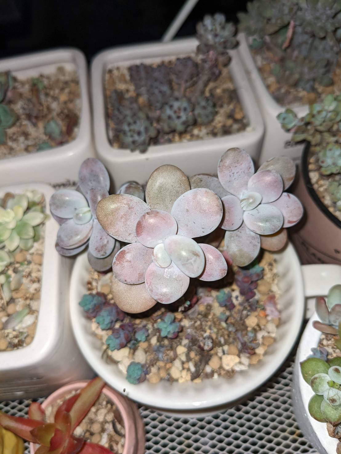 膵臓のたまご | CAINZ DIY Square