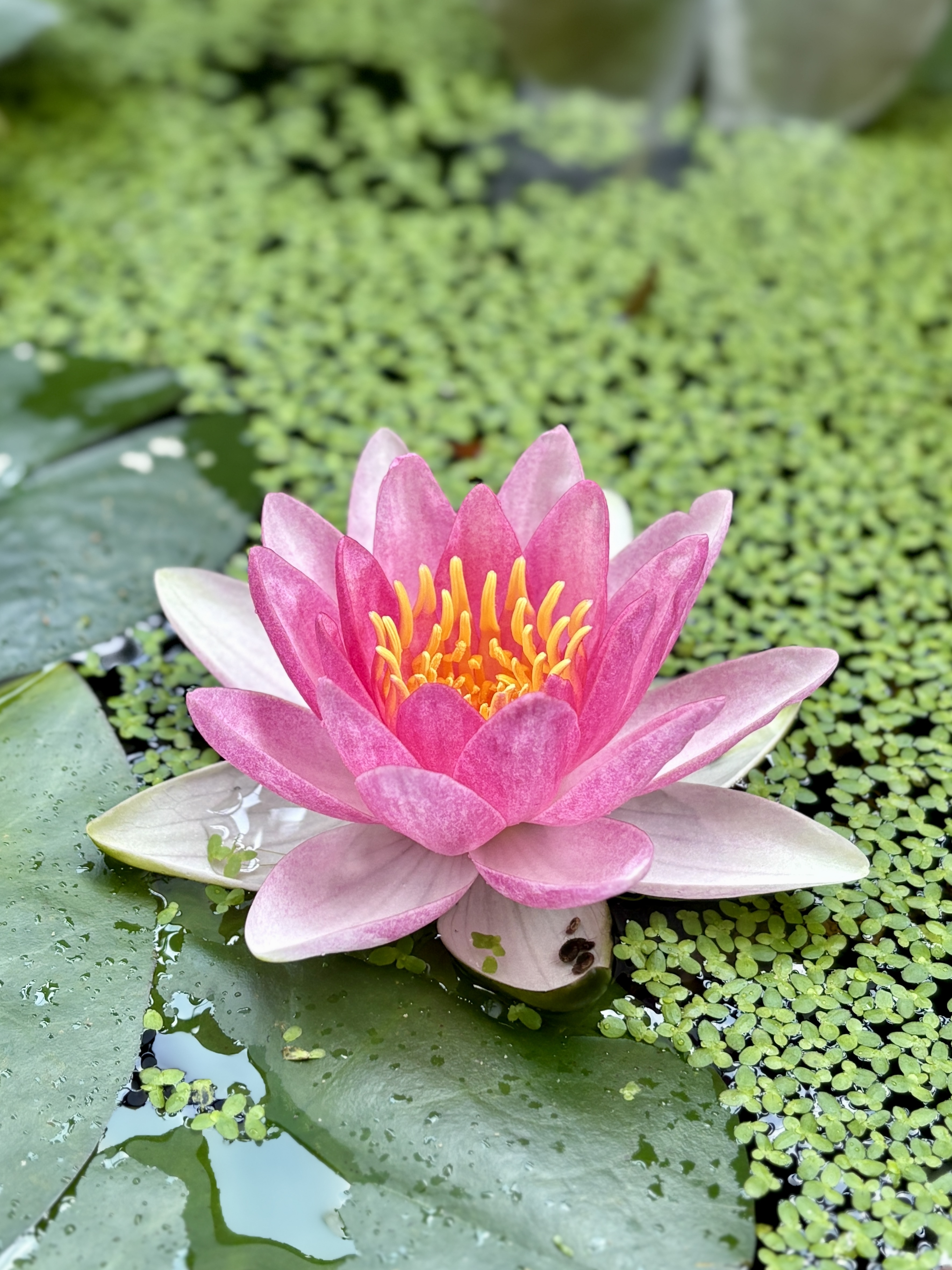 今年も睡蓮の花が咲きました🪷 | スバ学＜SUBARU公式ファン