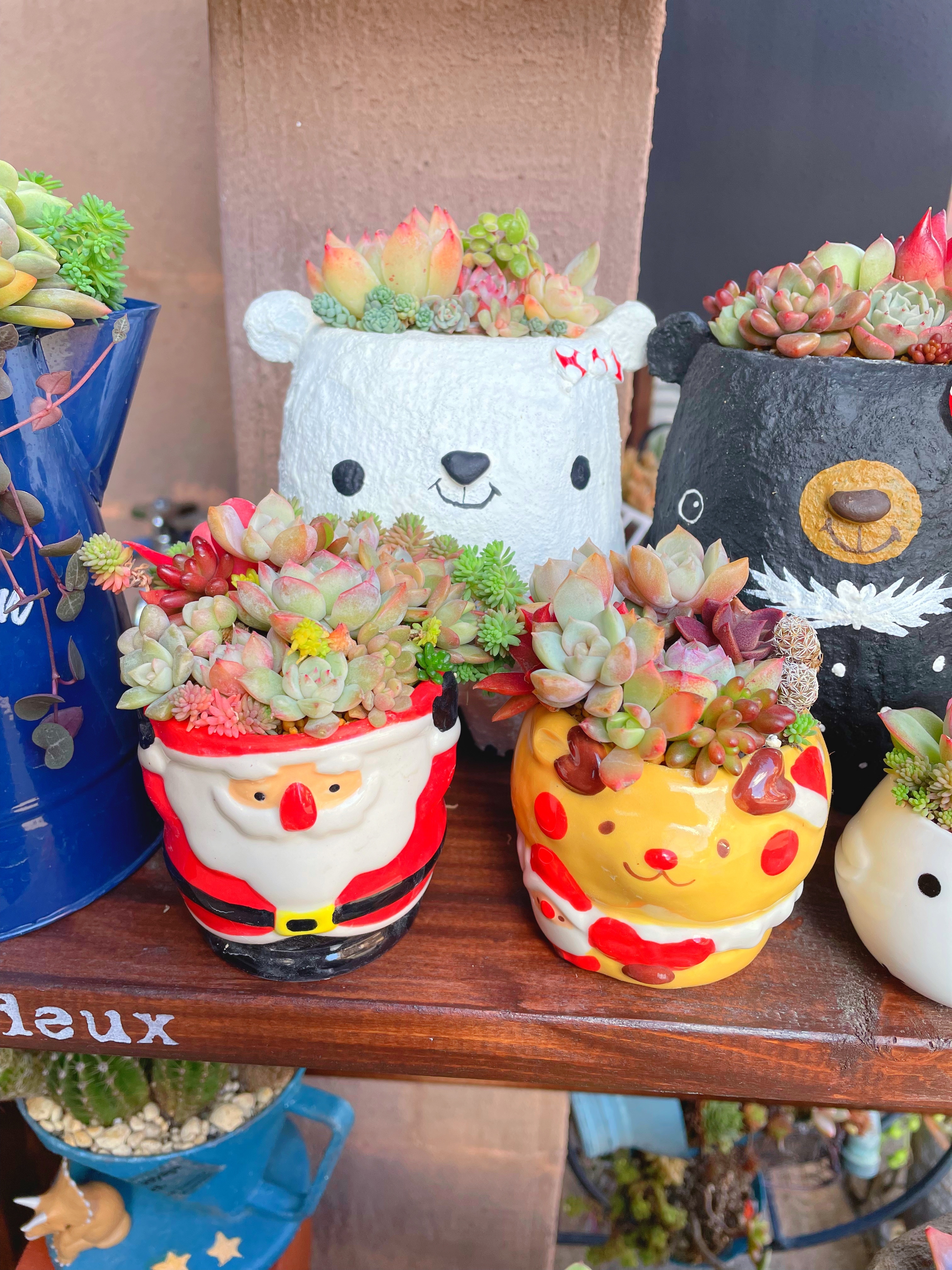 ケーキの器に多肉の寄せ植え🎶 | CAINZ DIY Square