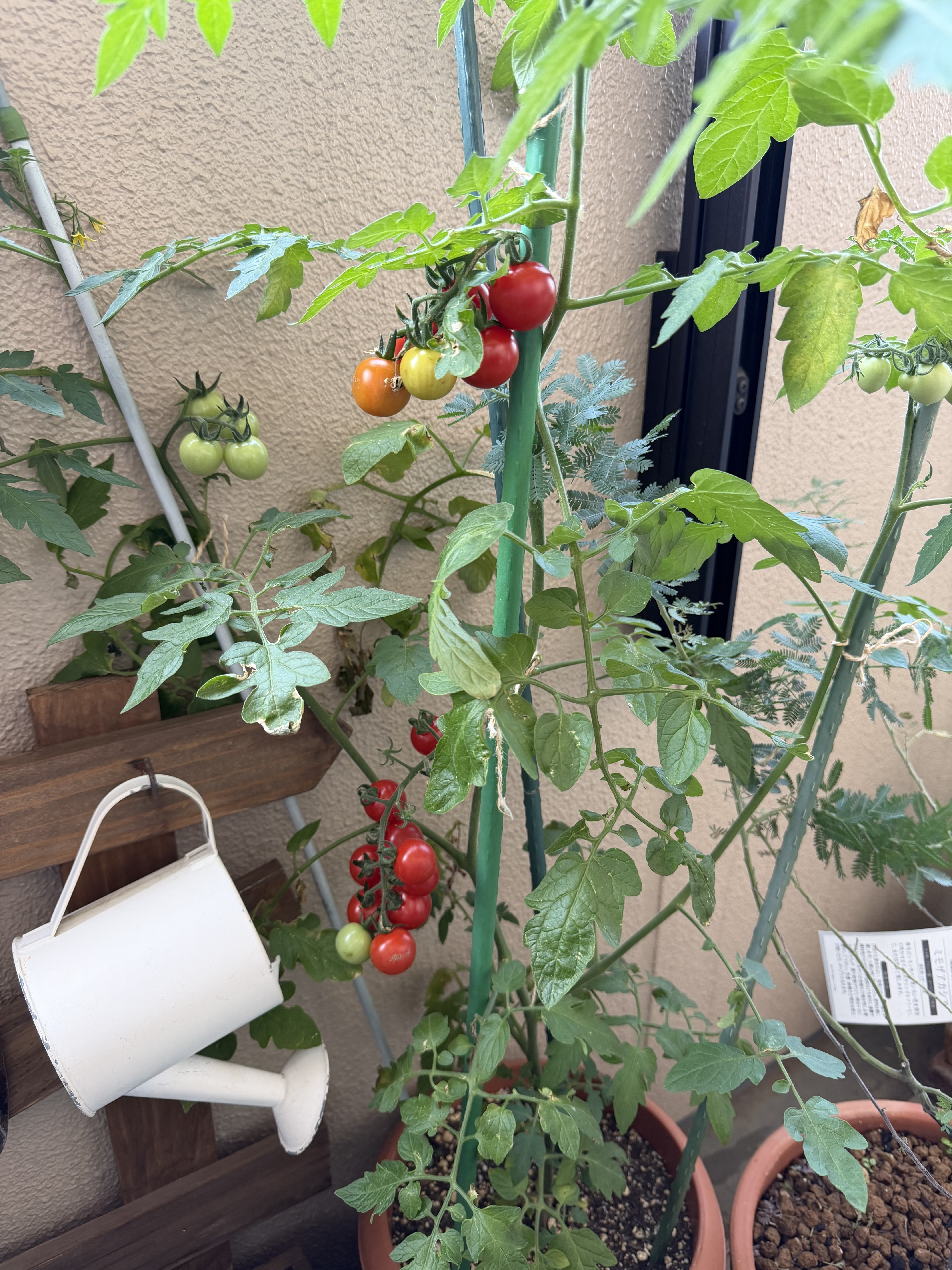 ミニトマト完熟🍅 | CAINZ DIY Square