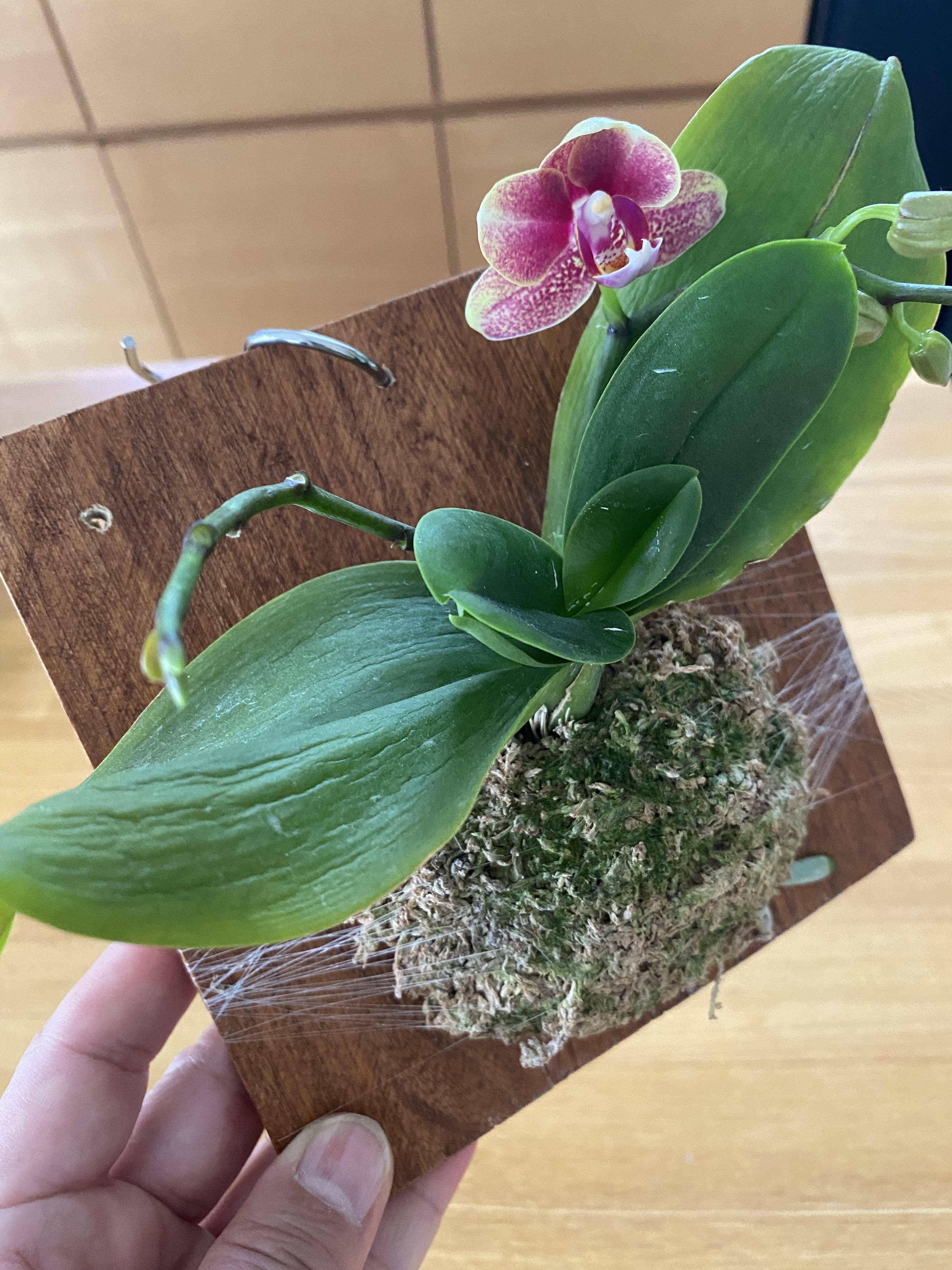 ミニ胡蝶蘭が咲きました | CAINZ DIY Square