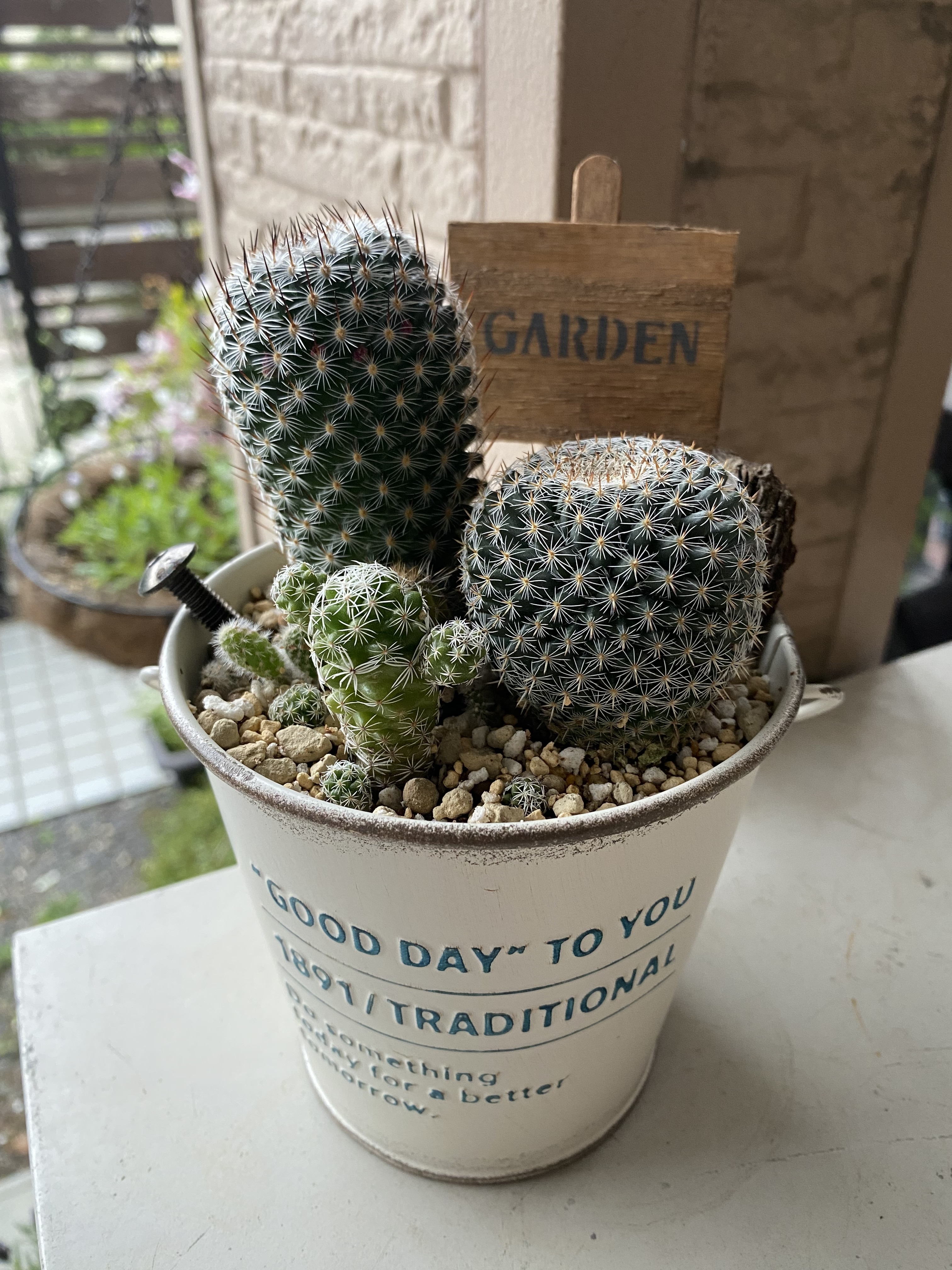 サボテン寄せ植え | CAINZ DIY Square