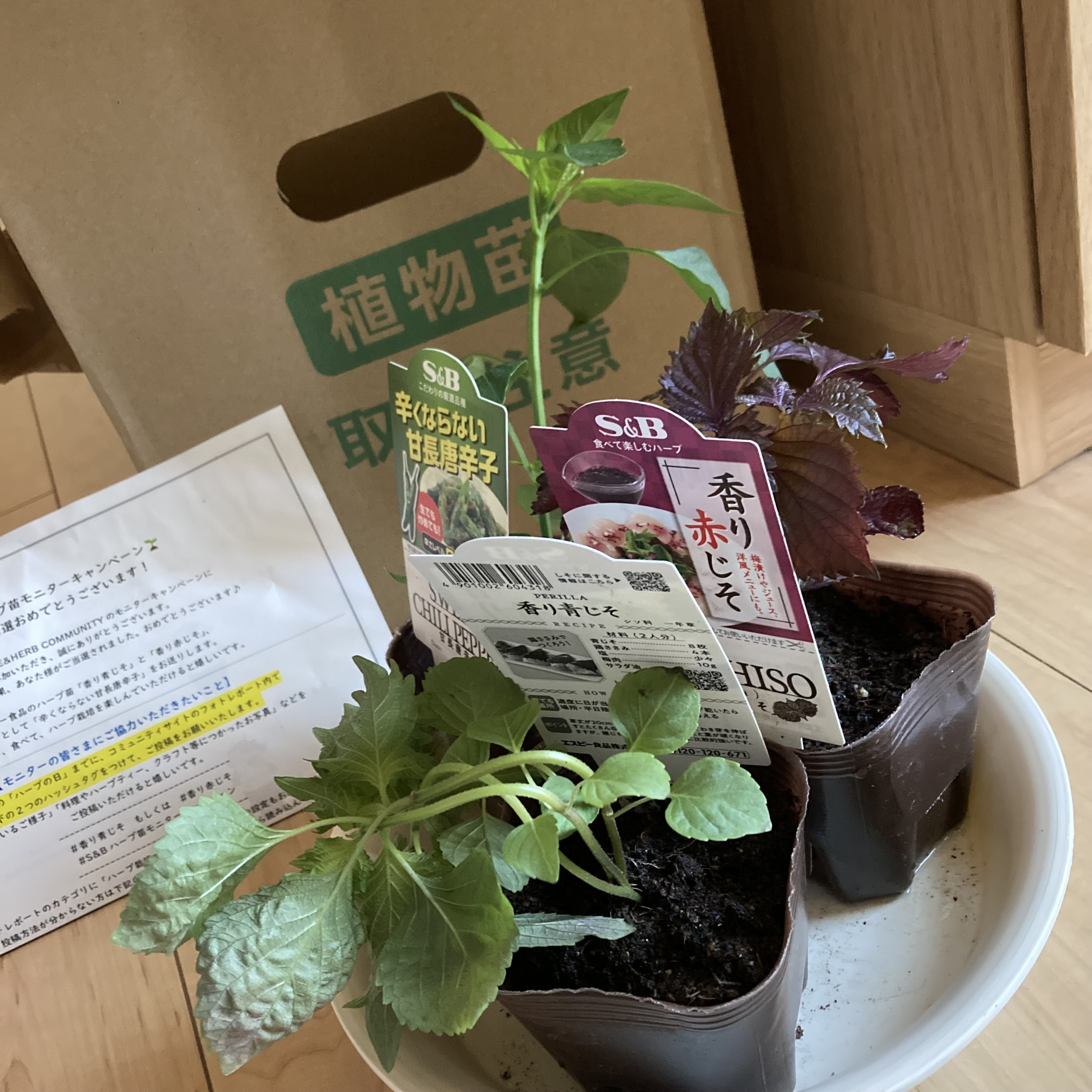 抜き苗 紫色と緑色の斑入り ハーブ苗モニターキャンペーン当選🎉✨ | SPICE&HERB COMMUNITY