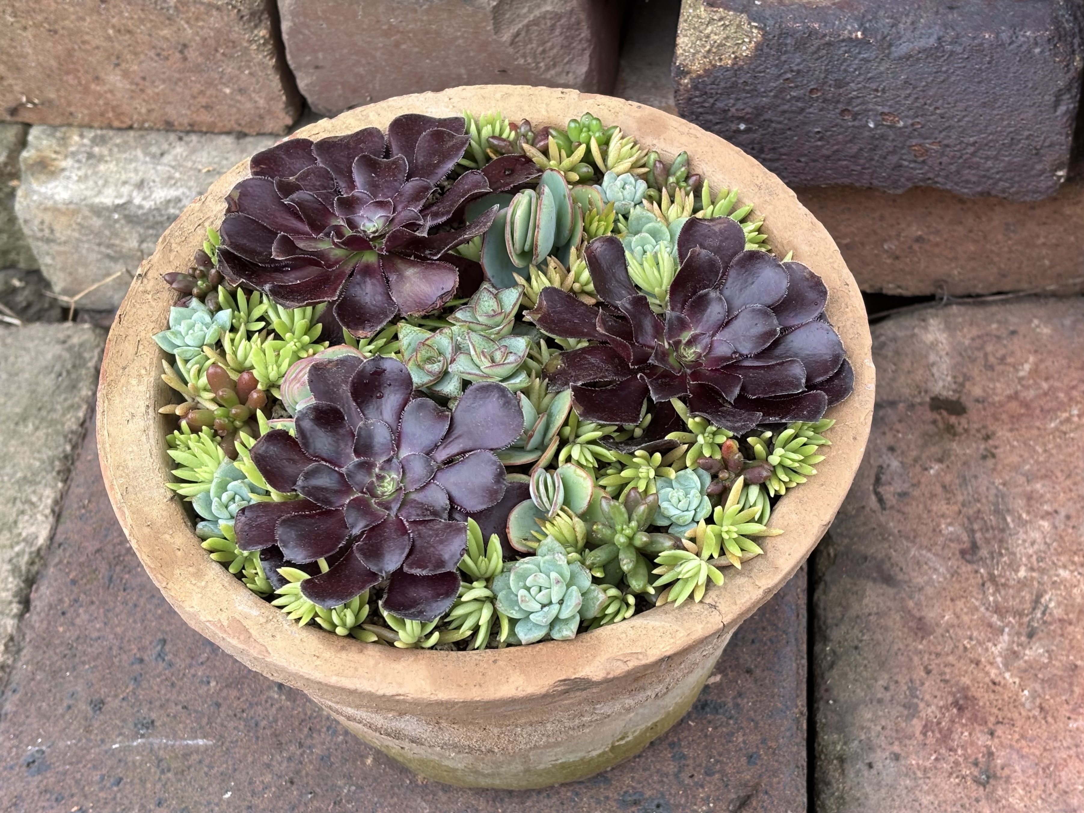 多肉寄せ植え 黒法師 そのまま飾れます 多肉寄せ植え 黒法師 そのまま飾れます 多肉寄せ植え 黒法師 そのまま