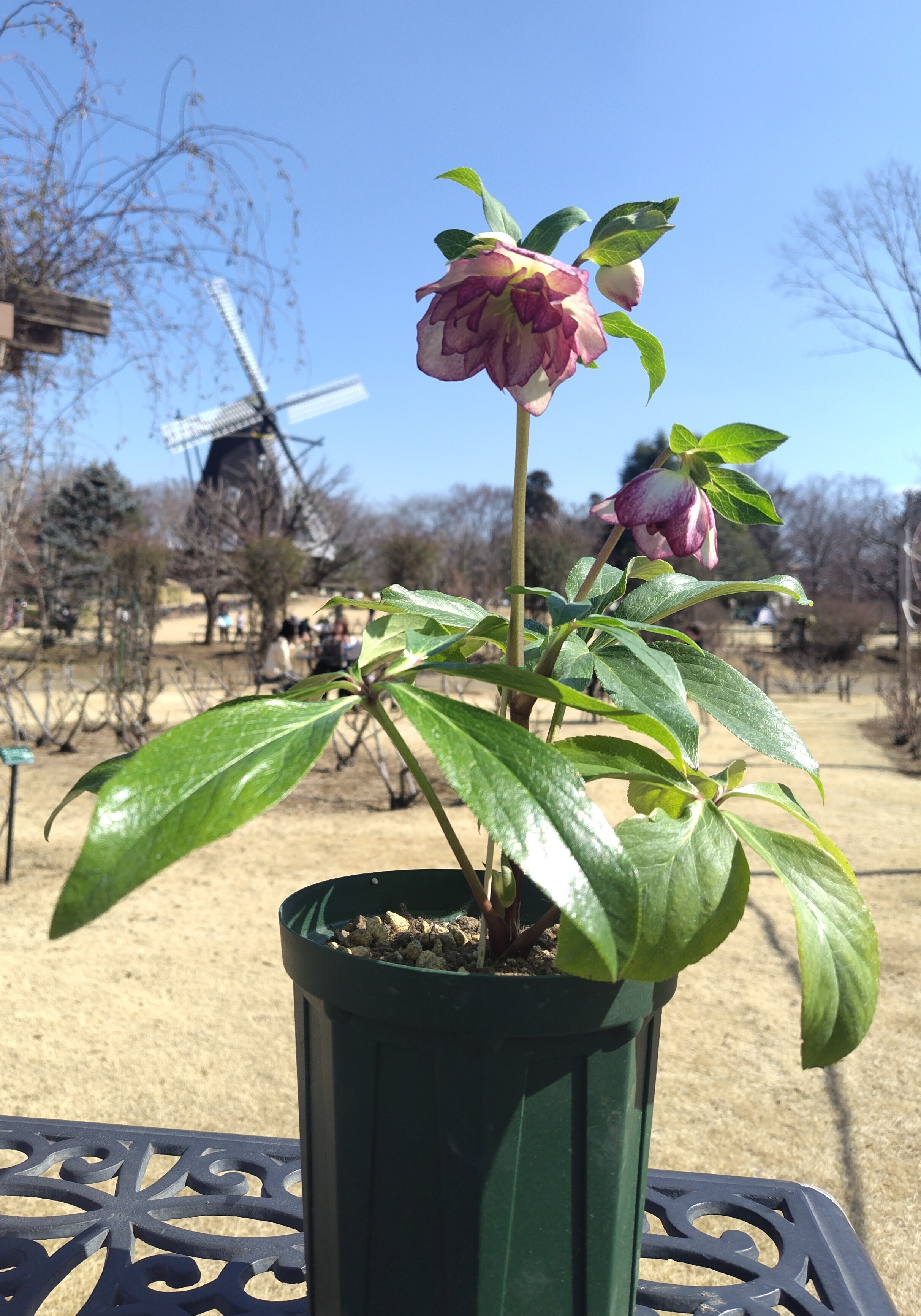 クリスマスローズ講習会 | CAINZ DIY Square