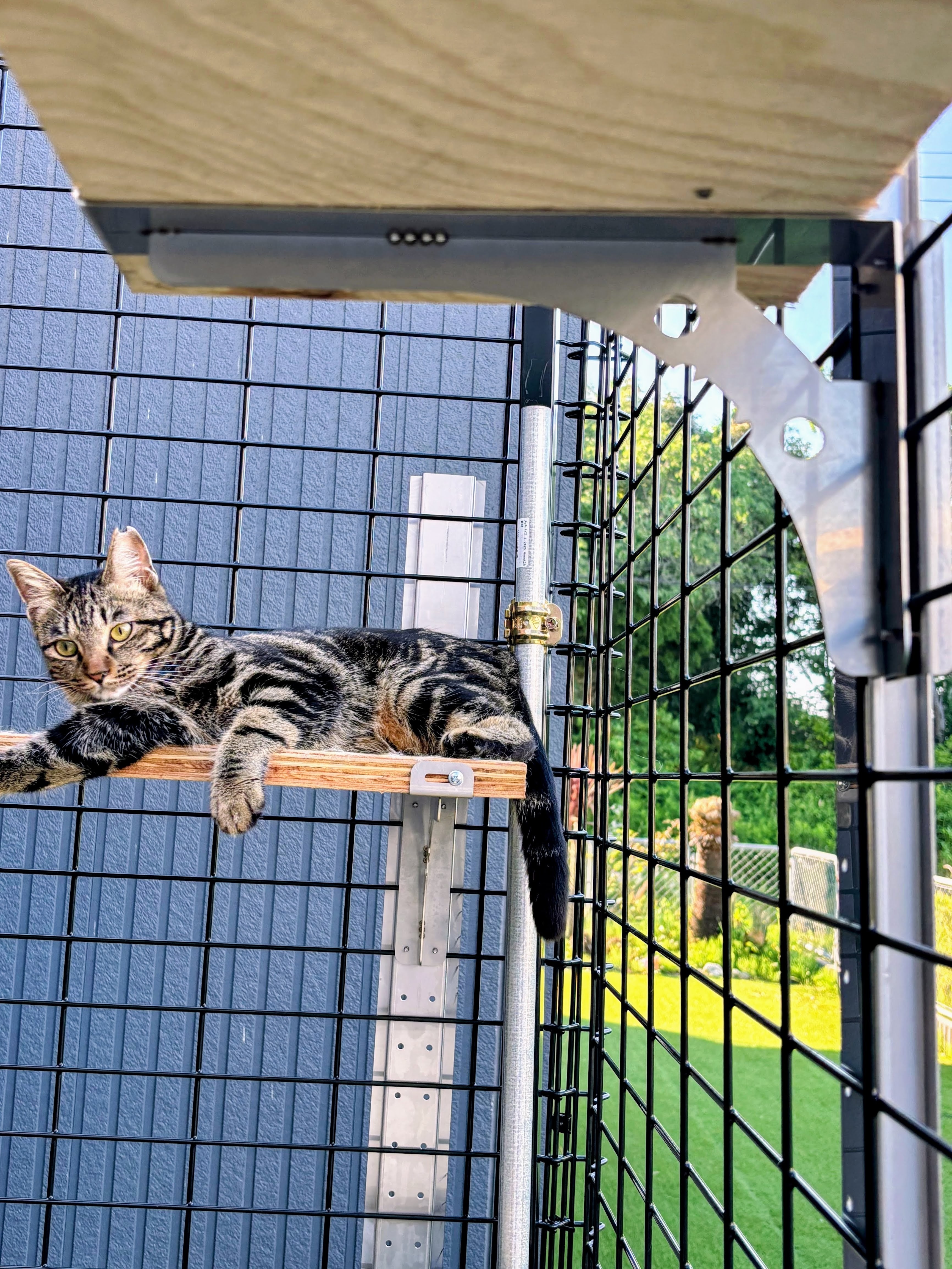 キャットウォーク